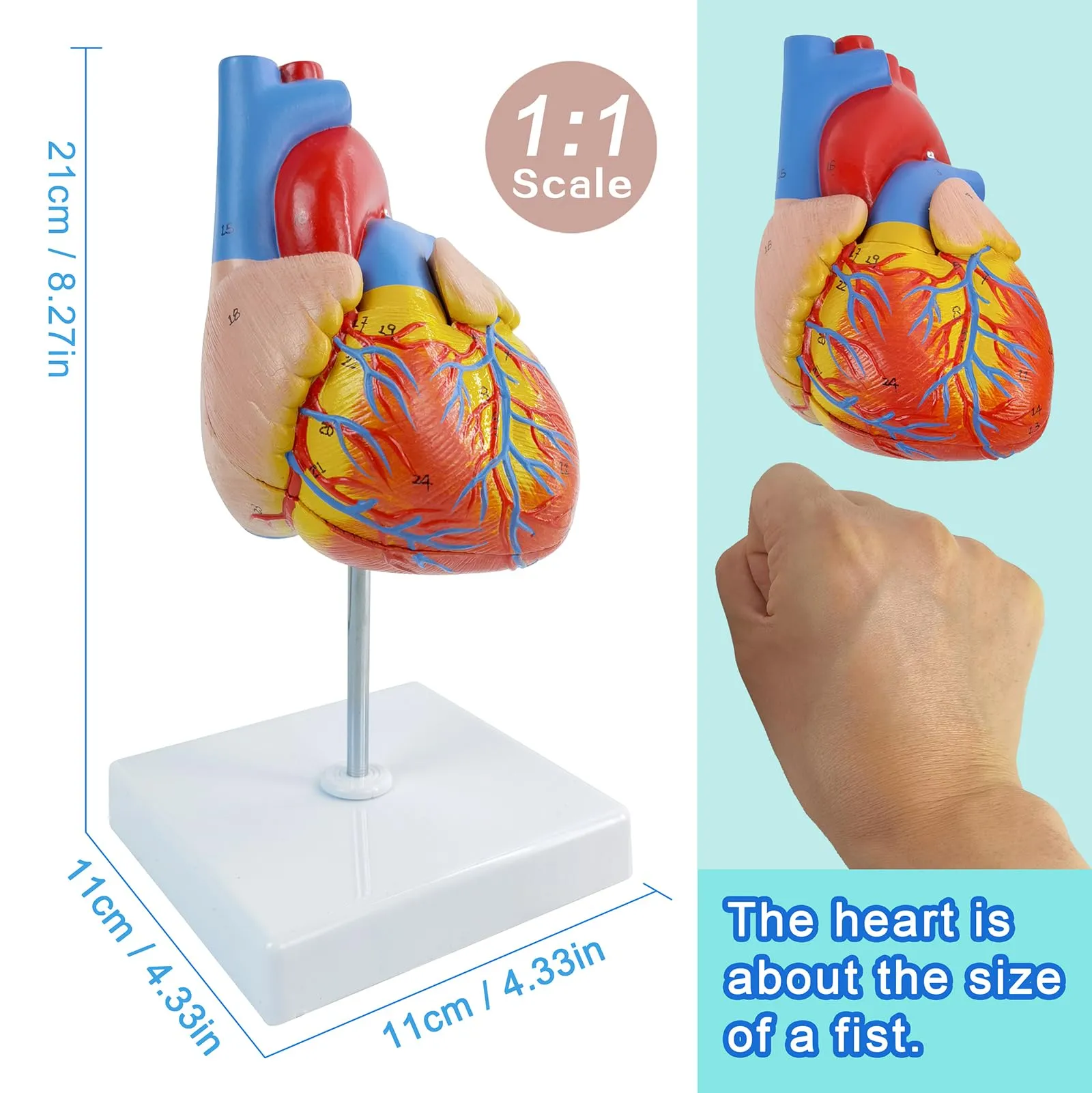 Modello Di Cuore Umano, Scala 1:1 - immagine 3