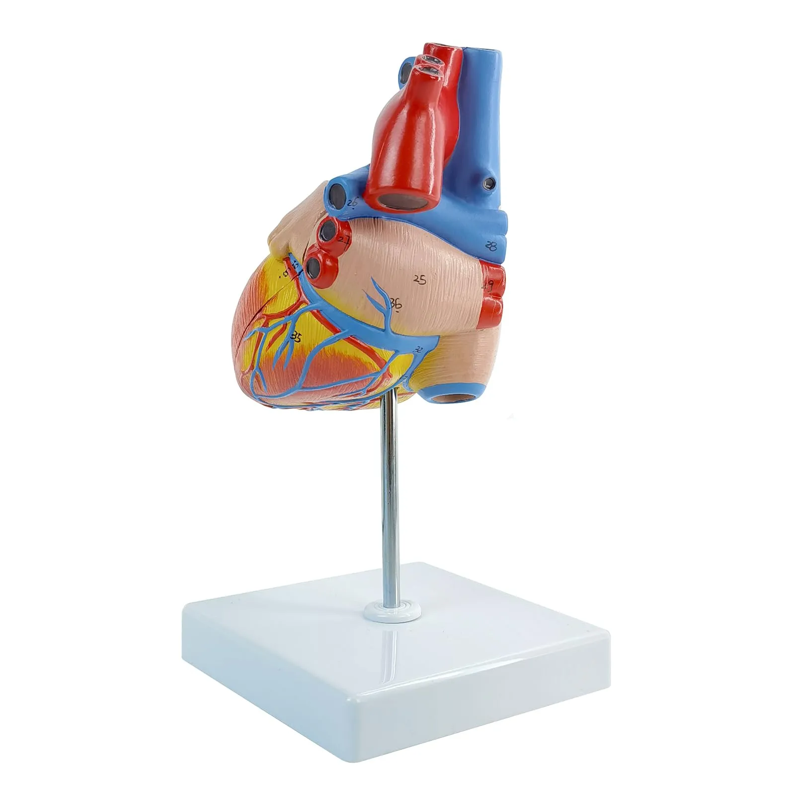 Modello Di Cuore Umano, Scala 1:1 - immagine 5