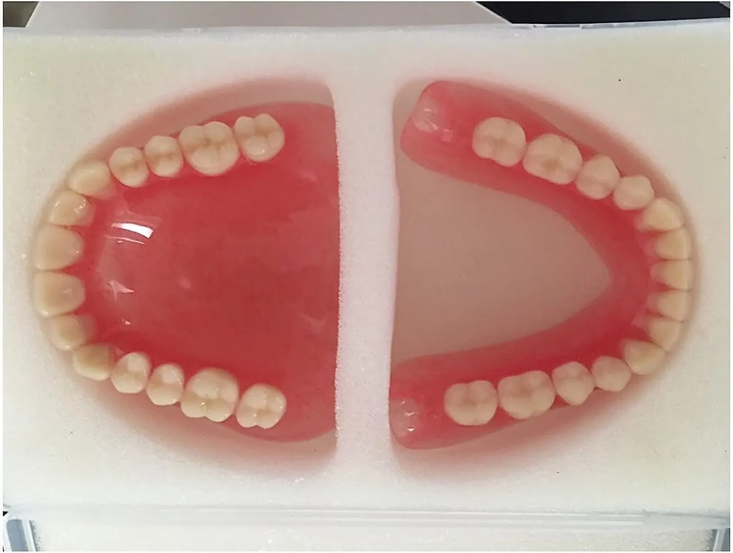 Modello di dentiera Modello di dente della bocca, modelli di denti superiori e denti inferiori, for strumento di studio didattico for dimostrazione del dentista. - immagine 5