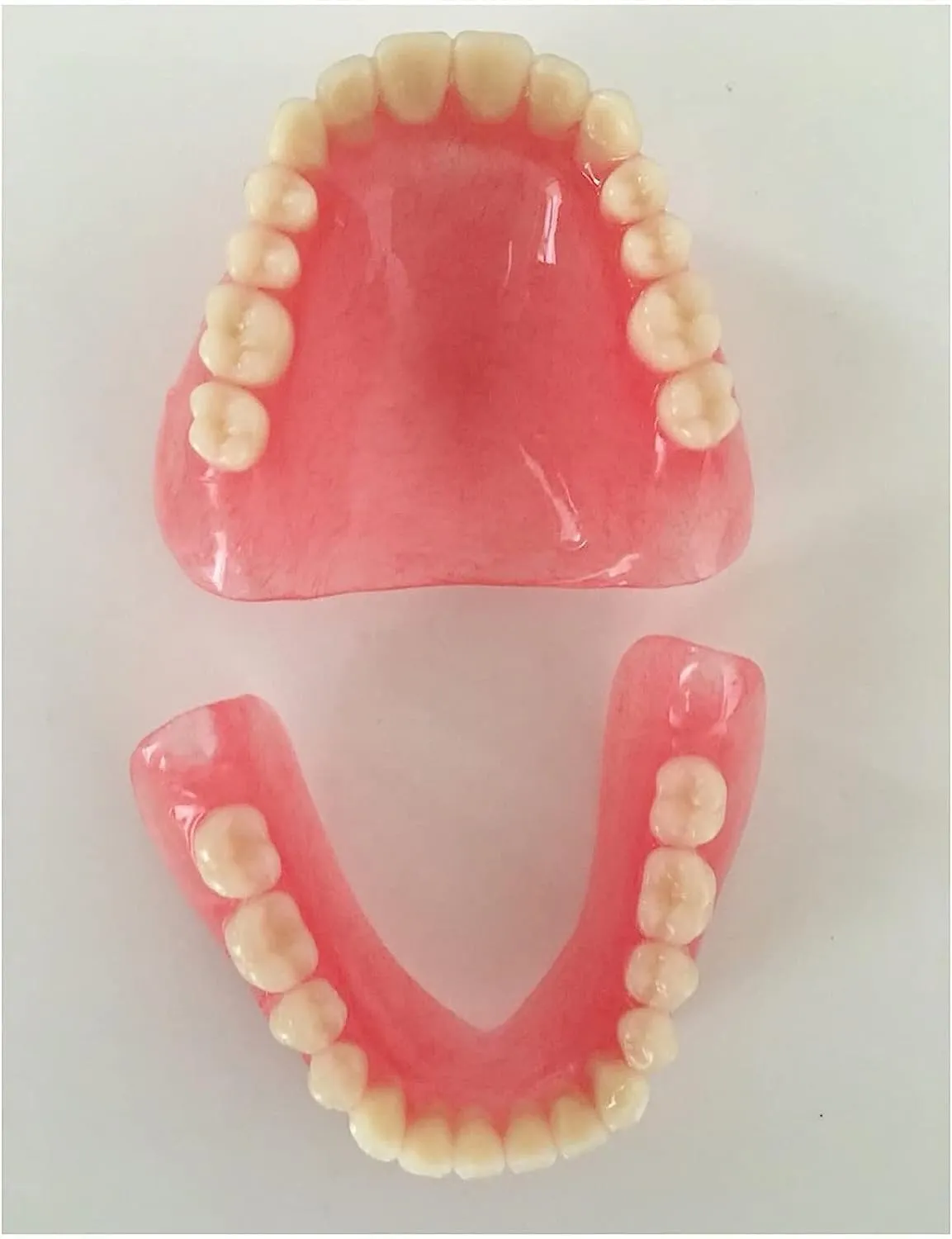 Modello di dentiera Modello di dente della bocca, modelli di denti superiori e denti inferiori, for strumento di studio didattico for dimostrazione del dentista. - immagine 8