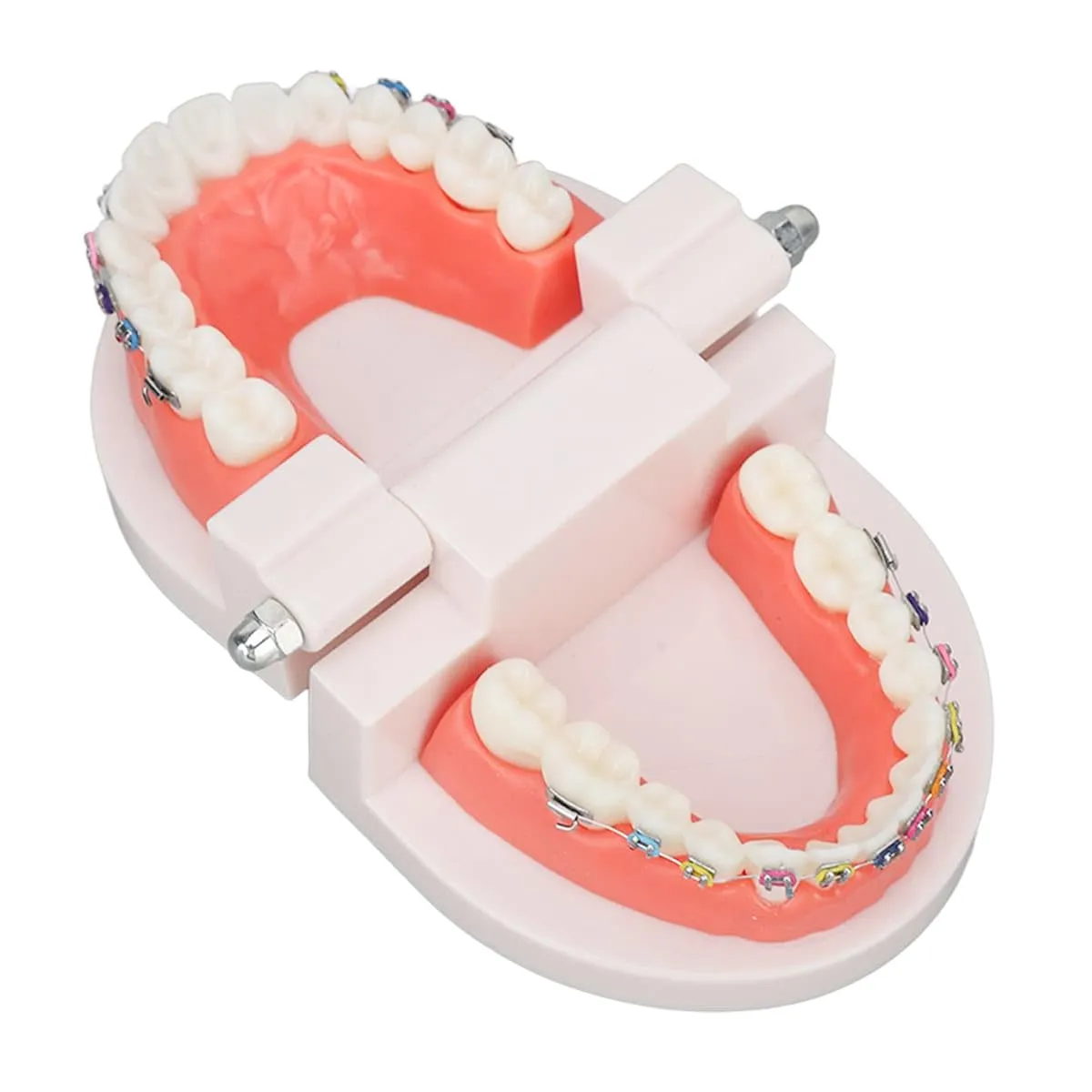 FLNEX Modello Dimostrativo Dentale Typodont con Staffe in Metallo Ortodontico, Modello di Dente Ortodontico per L'insegnamento E La Ricerca del Dentista - immagine 2