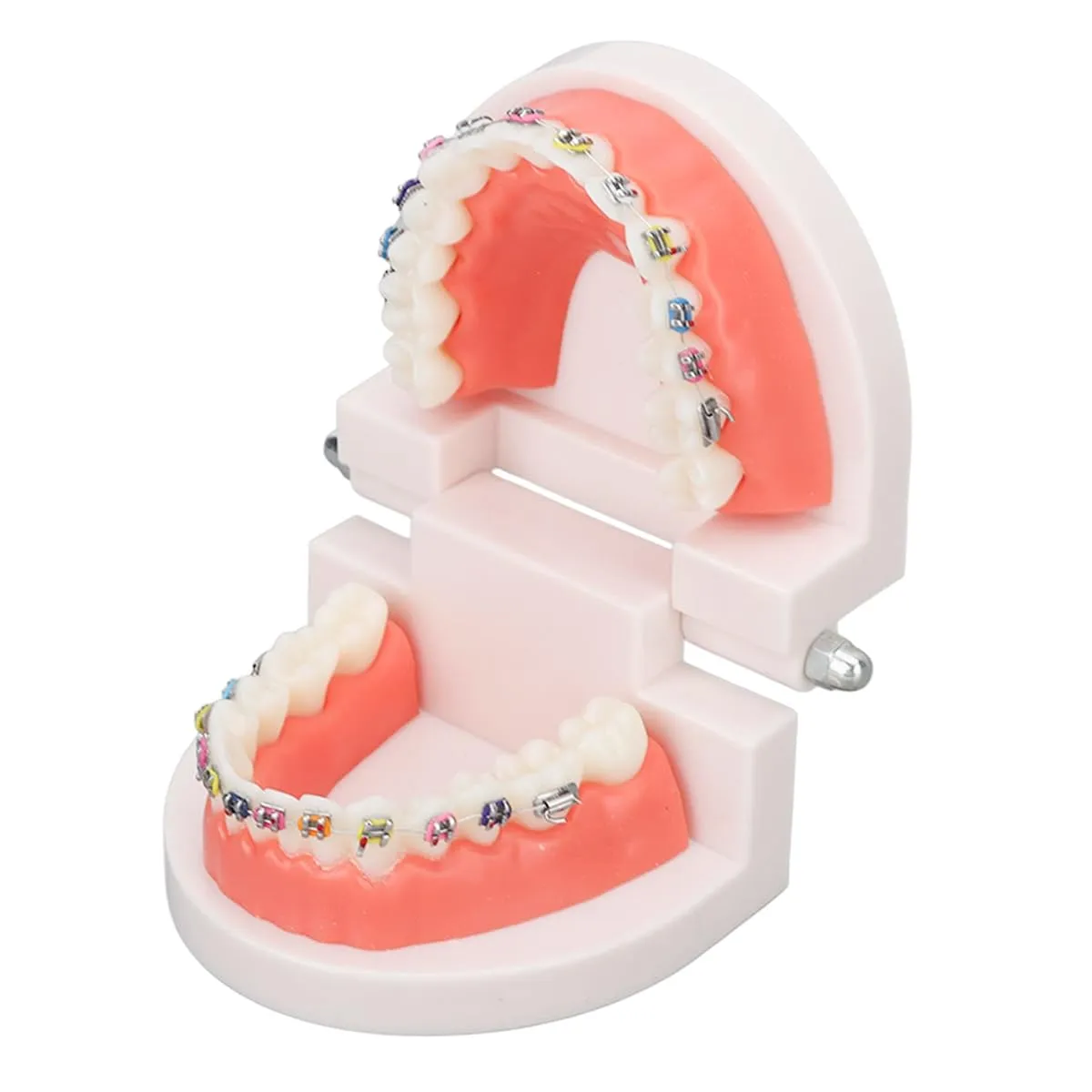 FLNEX Modello Dimostrativo Dentale Typodont con Staffe in Metallo Ortodontico, Modello di Dente Ortodontico per L'insegnamento E La Ricerca del Dentista - immagine 3