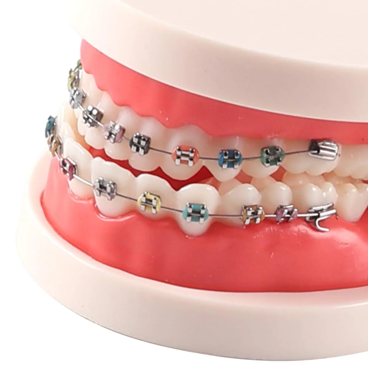 FLNEX Modello Dimostrativo Dentale Typodont con Staffe in Metallo Ortodontico, Modello di Dente Ortodontico per L'insegnamento E La Ricerca del Dentista - immagine 4