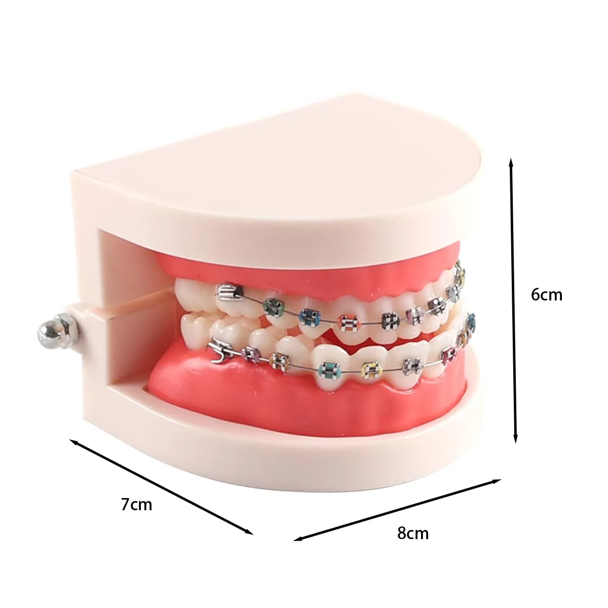 FLNEX Modello Dimostrativo Dentale Typodont con Staffe in Metallo Ortodontico, Modello di Dente Ortodontico per L'insegnamento E La Ricerca del Dentista - immagine 7