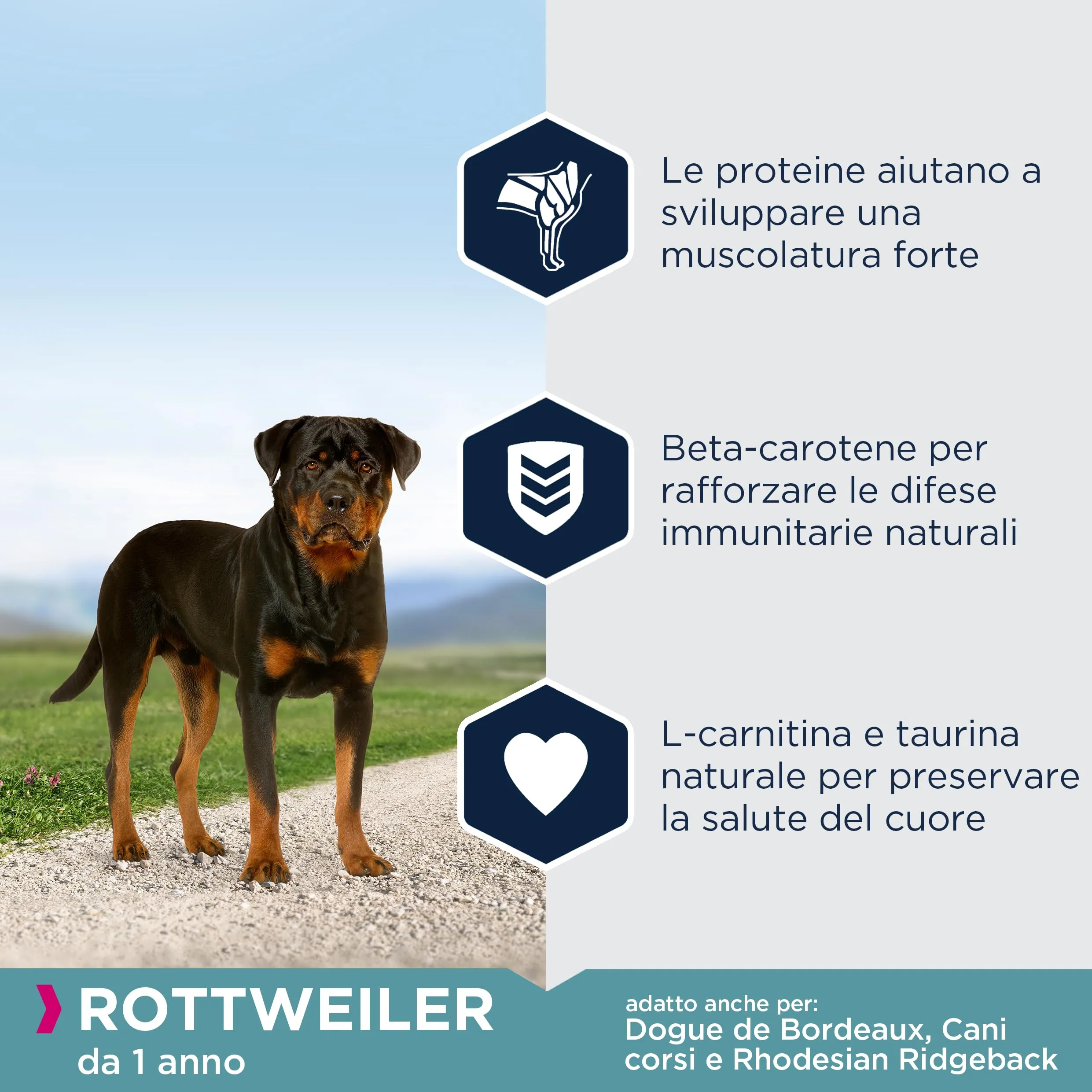 Eukanuba Breed Specific - Crocchette per Rottweiler, 12 kg - immagine 4