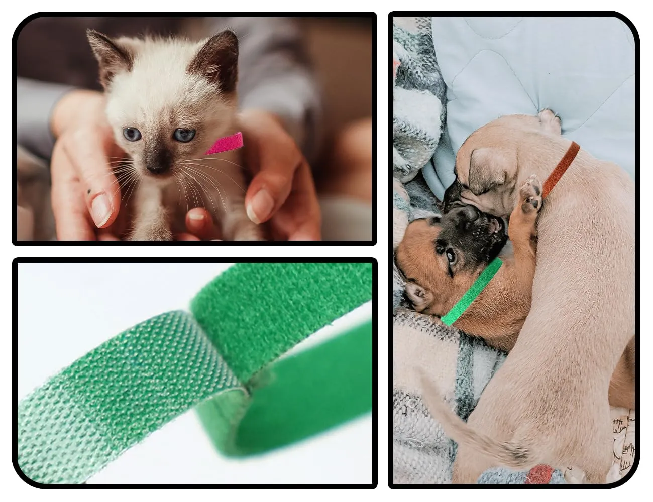 KAPSING Collari Regolabili per Cuccioli e Gattini, 15 Colori - immagine 6