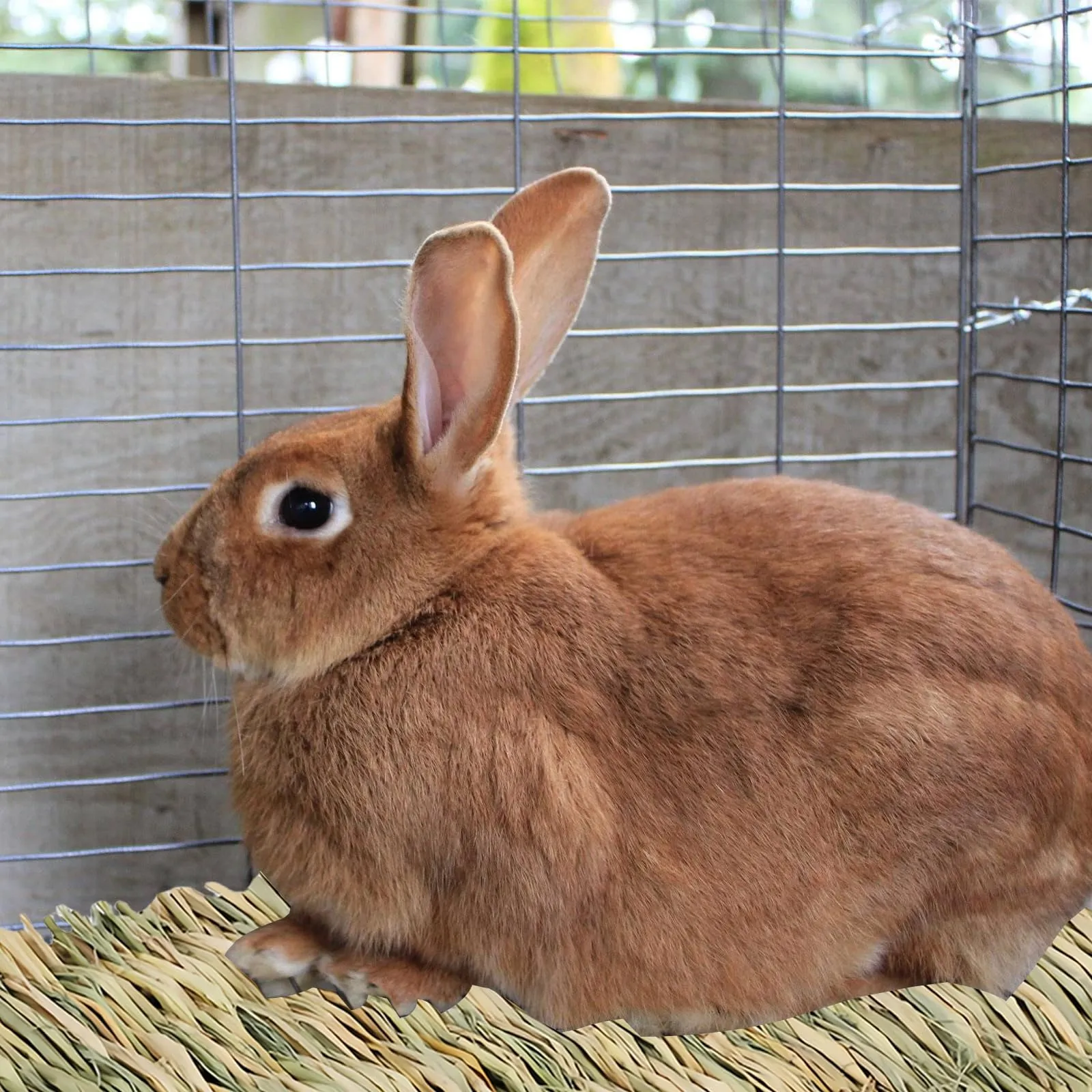 WANDGU Confezione da 6 tappetini in erba per piccoli animali: tappetino in erba naturale intrecciato a mano, tappetino in erba per conigli, letto per conigli, giocattolo da masticare commestibile - immagine 5