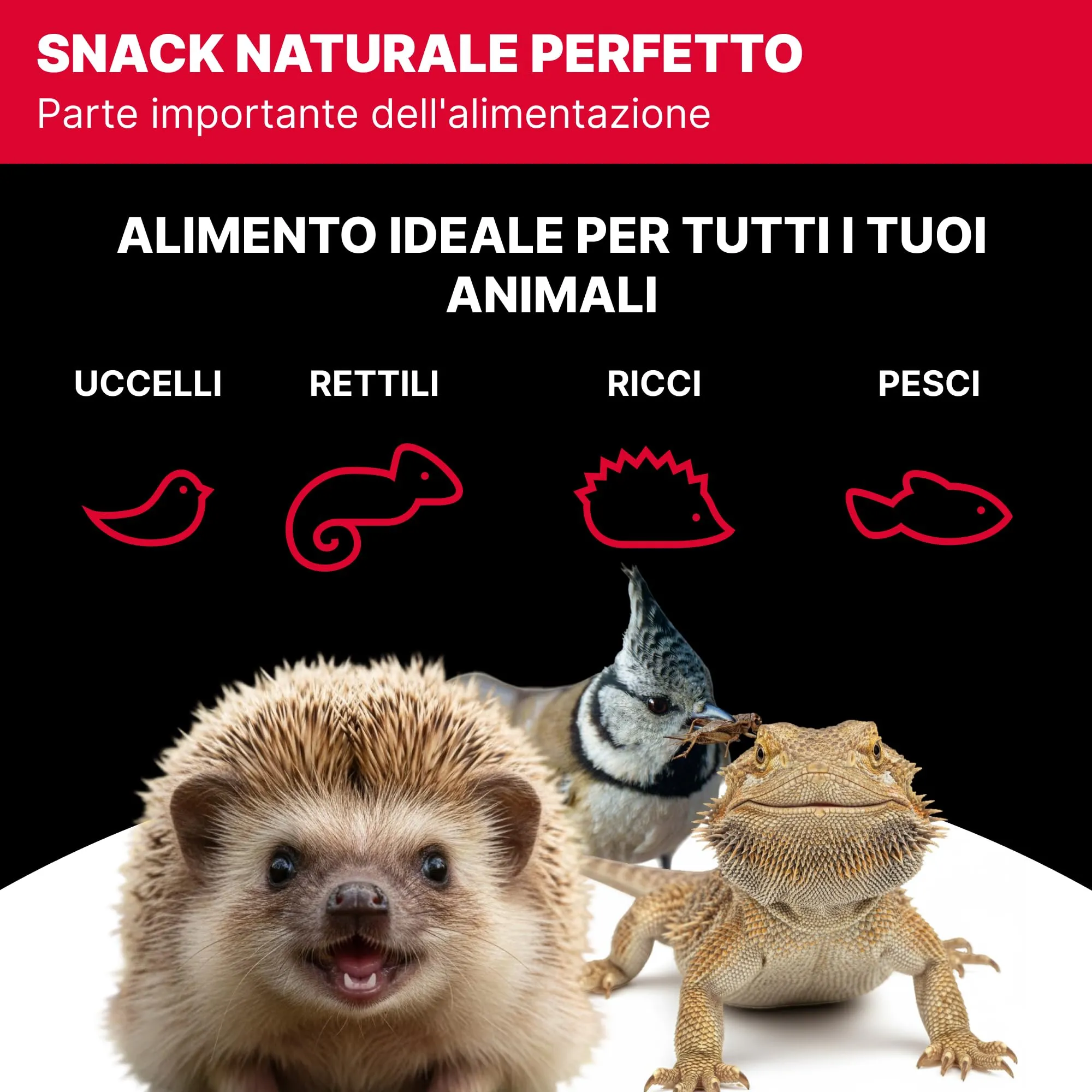 Rapto Feast Grilli Essiccati Extra Piccoli 50g - Mangime Naturale | Insetti Ricchi di Proteine | Rettili, Tartarughe, Ricci e Piccoli Mammiferi | Snack Occasionale per Gechi e Draghi Barbuti - immagine 5