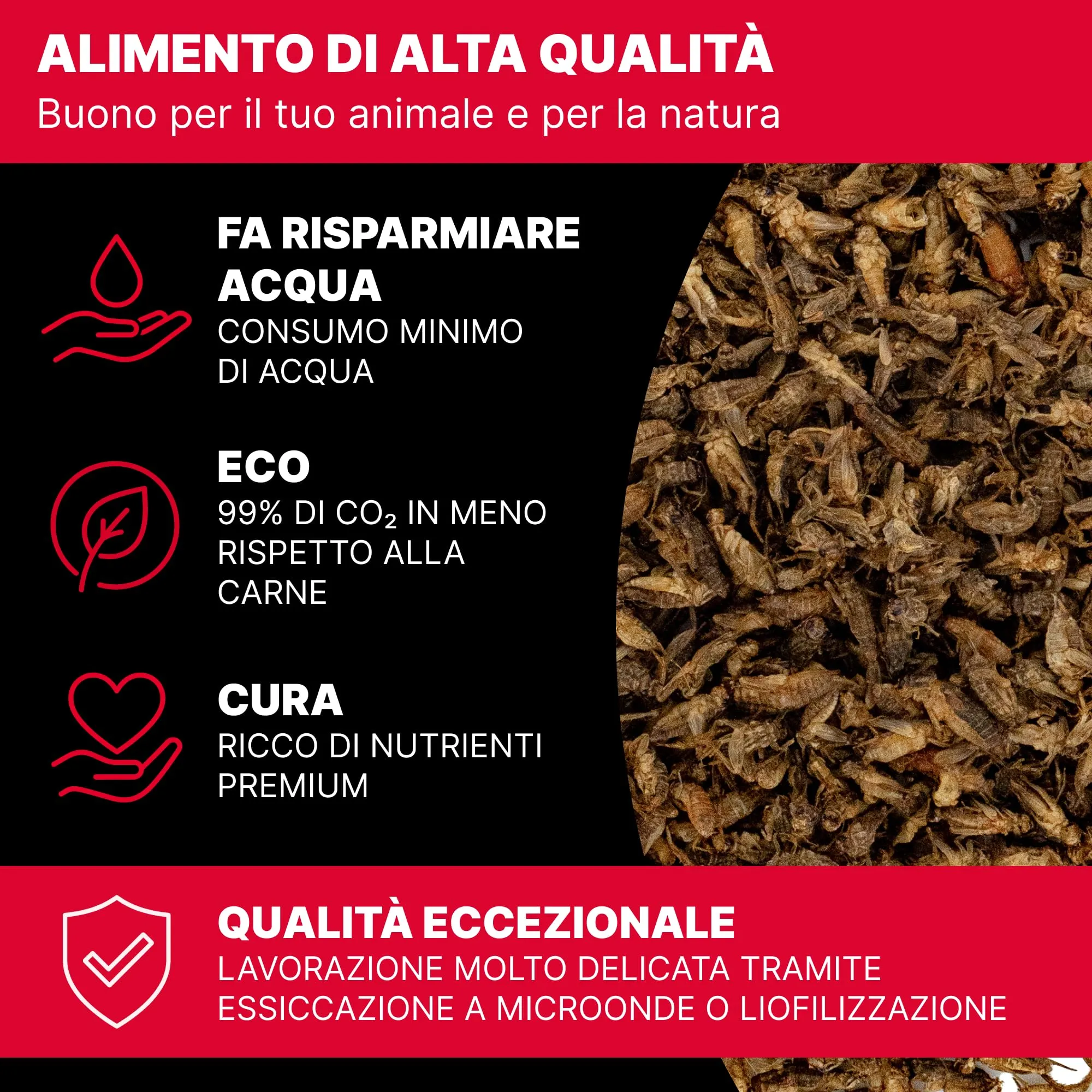 Rapto Feast Grilli Essiccati Extra Piccoli 50g - Mangime Naturale | Insetti Ricchi di Proteine | Rettili, Tartarughe, Ricci e Piccoli Mammiferi | Snack Occasionale per Gechi e Draghi Barbuti - immagine 6