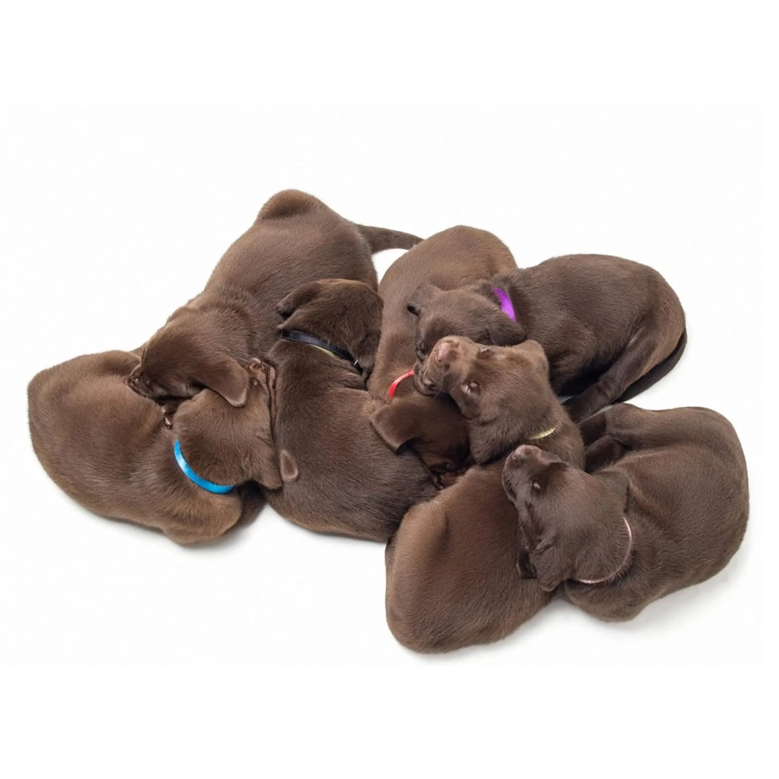 Molain 12 collari identificativi per cuccioli, piccola taglia regolabili per gatti (30 cm) - immagine 2