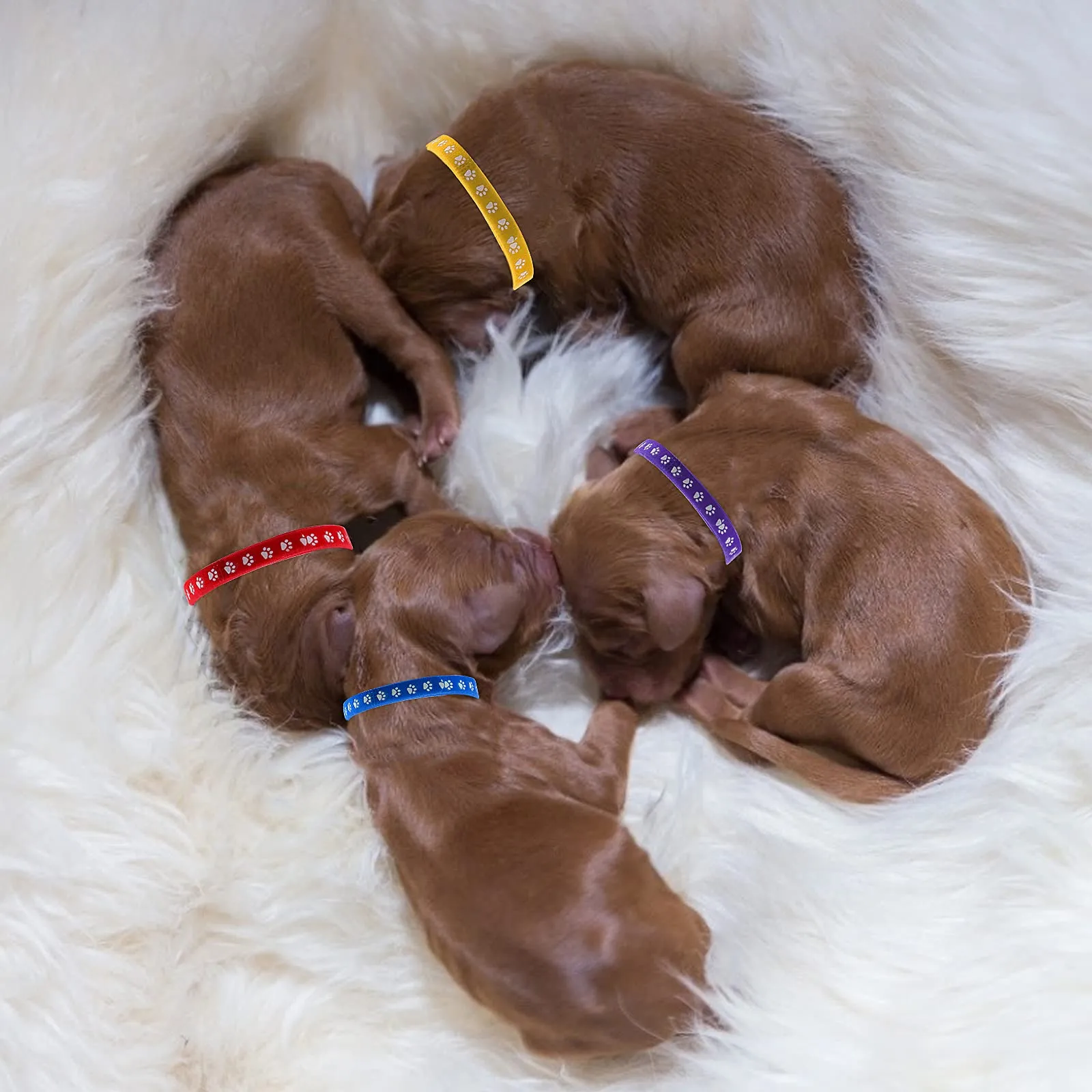 Molain Collari per Cuccioli di Piccola Taglia - Fasce Identificative per Cani, Gattini e Neonati (30 cm) - immagine 3