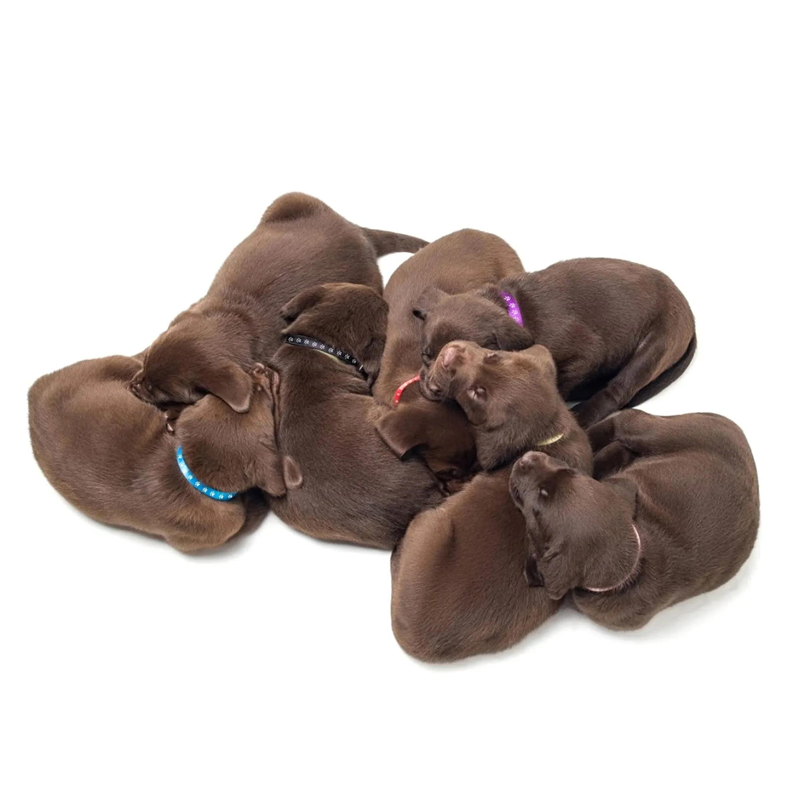 Molain Collari per Cuccioli di Piccola Taglia - Fasce Identificative per Cani, Gattini e Neonati (30 cm) - immagine 8