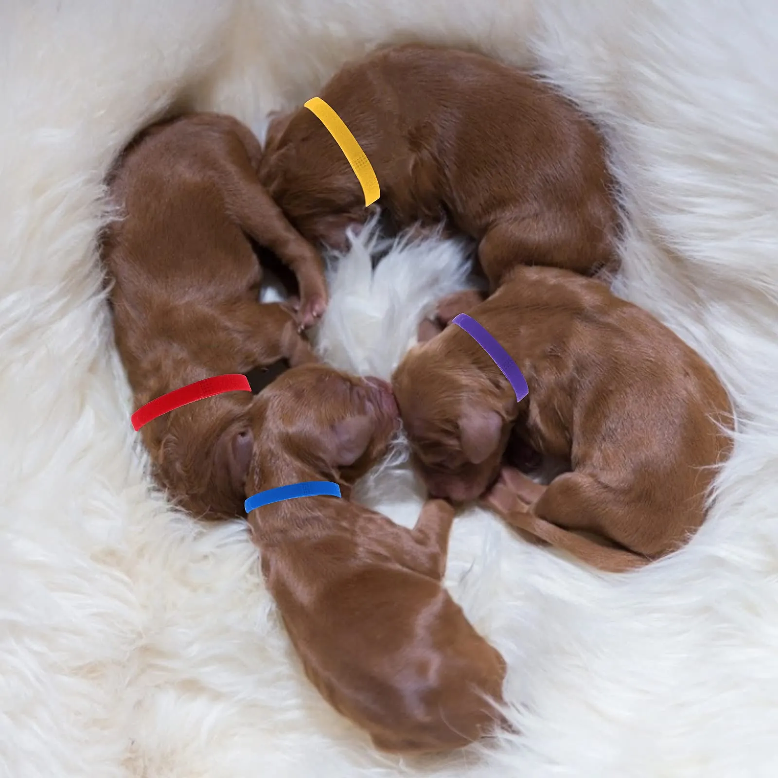 Molain 20 Pezzi Collari per Cuccioli di Piccola Taglia, Fasce Identificative per Cani, Collari per Neonati (30 cm) - immagine 3