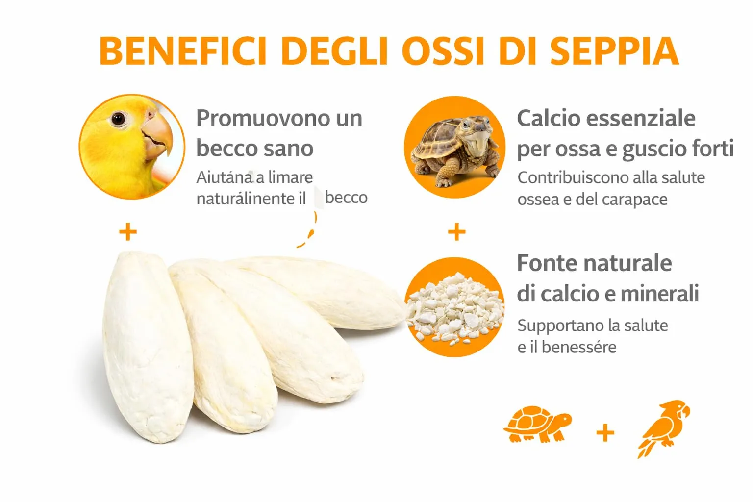 Ossa di Seppia XL (15-20 cm) 10 pezzi - per pappagalli, tartarughe, cocorite, canarini, lumache - Ossa di seppia 100% naturale - Calcio per rettili, uccelli e invertebrati (Ossi di seppia XL 15-20 cm) - immagine 3
