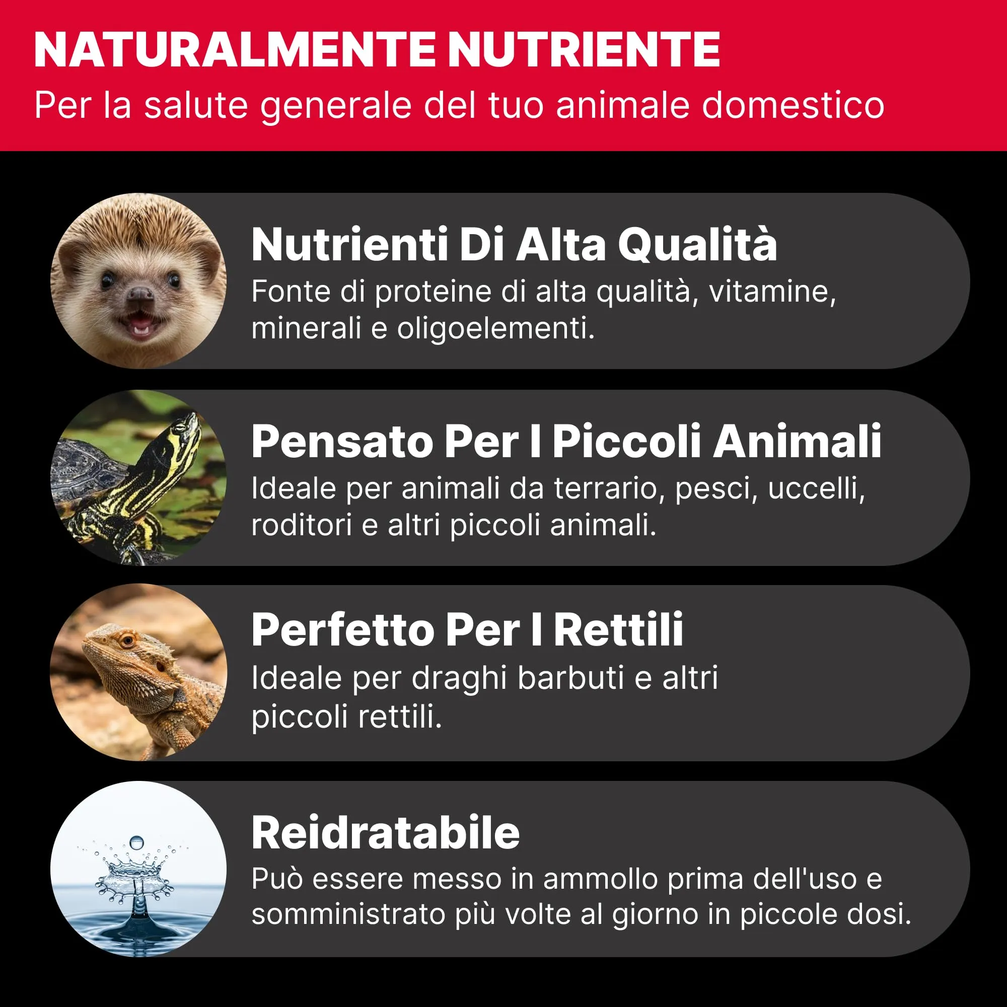 Rapto Feast Grilli Essiccati Extra Piccoli 250g - Mangime Naturale | Insetti Ricchi di Proteine | Rettili, Tartarughe, Ricci e Piccoli Mammiferi | Snack Occasionale per Gechi e Draghi Barbuti - immagine 3