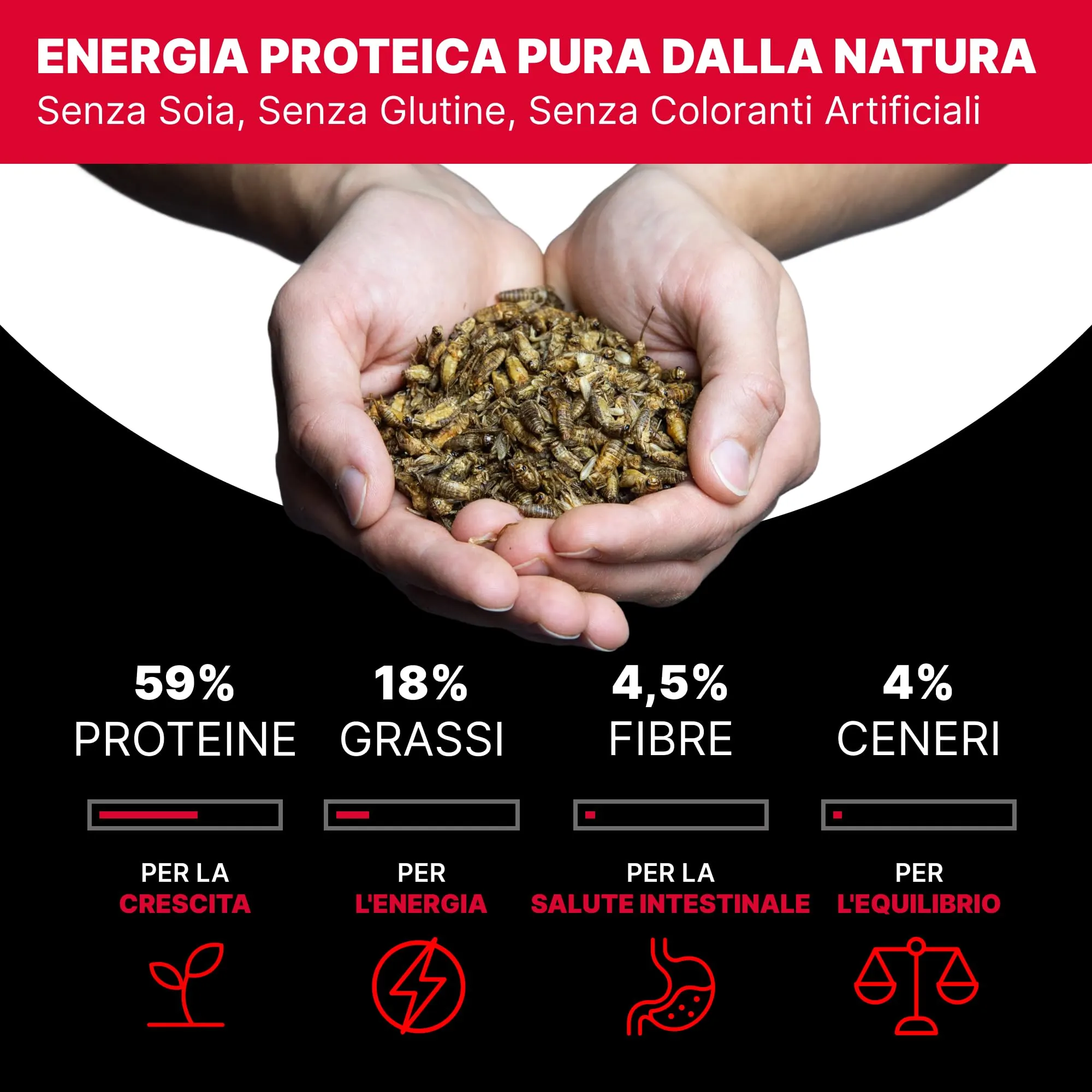 Rapto Feast Grilli Essiccati Extra Piccoli 250g - Mangime Naturale | Insetti Ricchi di Proteine | Rettili, Tartarughe, Ricci e Piccoli Mammiferi | Snack Occasionale per Gechi e Draghi Barbuti - immagine 4