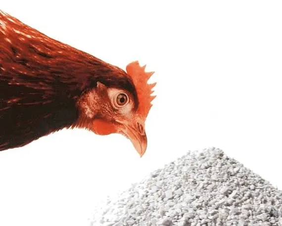 Sabbia Carbonato di Calcio Purissimo Ottimo per Galline Ovaiole in Vaso richidibile e riponibile (25 Kg) - immagine 3