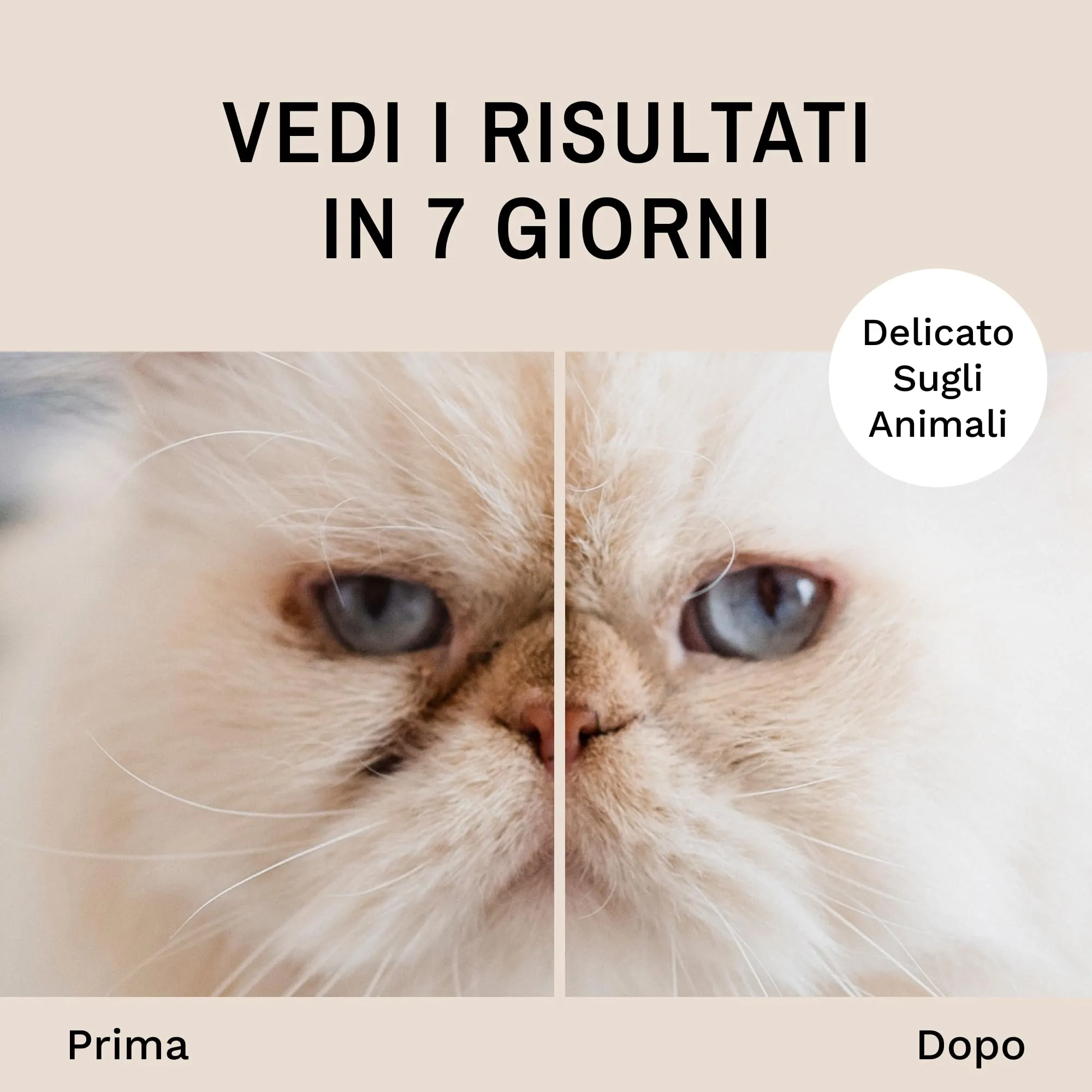 Eye Envy Polvere Sciogli Lacrime per Cani e Gatti. 100% Naturale, Sicura. da Applicare Contorno Occhi. Assorbe e Respinge Le Lacrime. Mantiene l'Area Asciutta. Tratta la Causa delle Macchie. (14g) - immagine 3