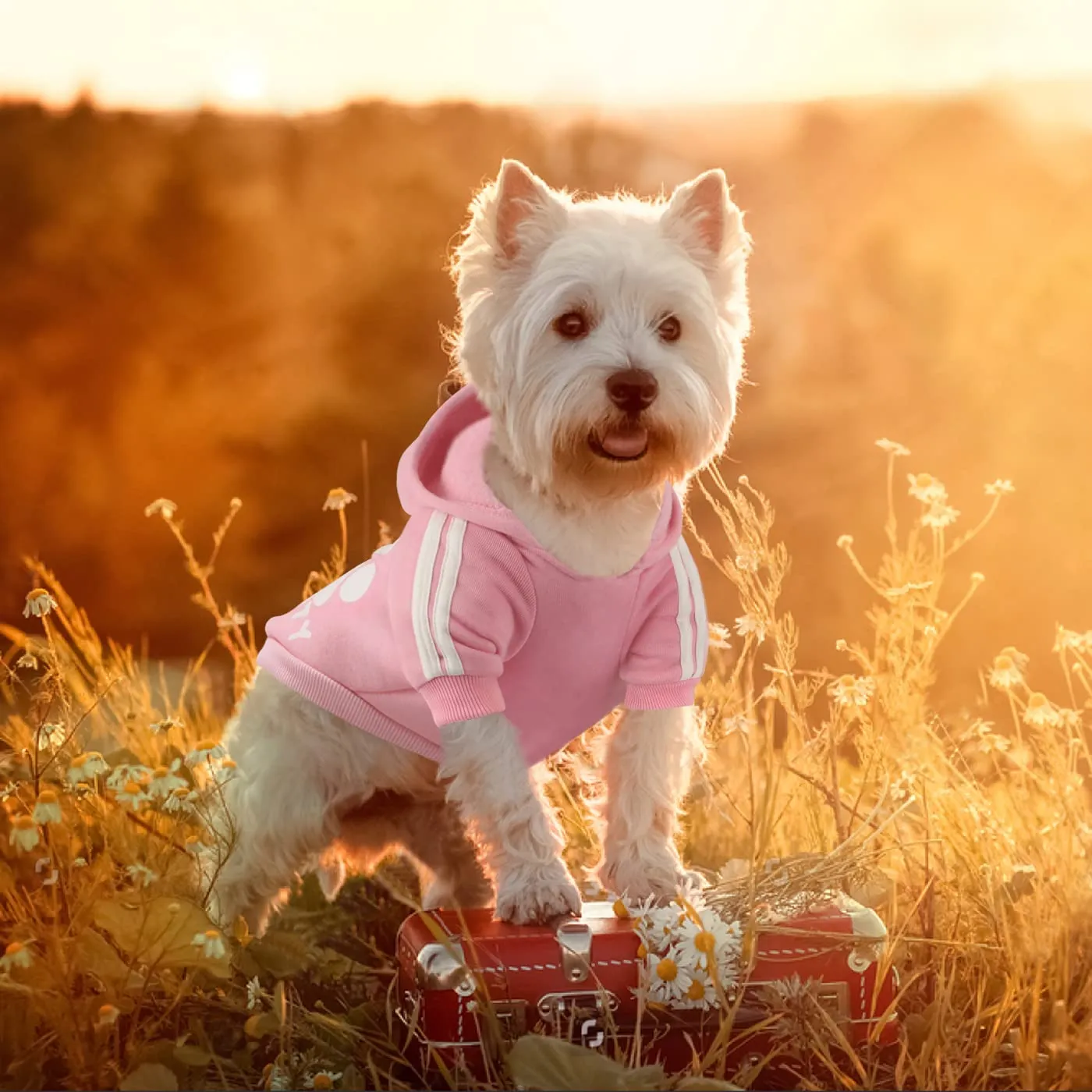 Dolahovy Felpa con cappuccio per cani Abbigliamento per animali domestici Morbida Maglia per cani Maglioni Costumi autunno inverno per cani di piccola taglia Gatti Chihuahua Teddy - immagine 2