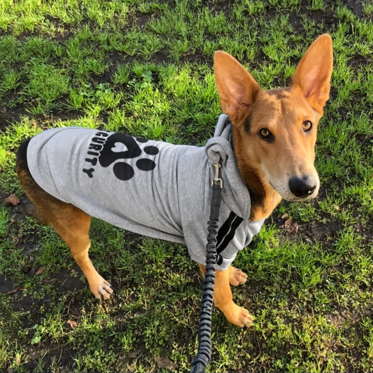 Dolahovy Felpa con cappuccio per cani Abbigliamento per animali domestici Morbida Maglia per cani Maglioni Costumi autunno inverno per cani di piccola taglia Gatti Chihuahua Teddy - immagine 2