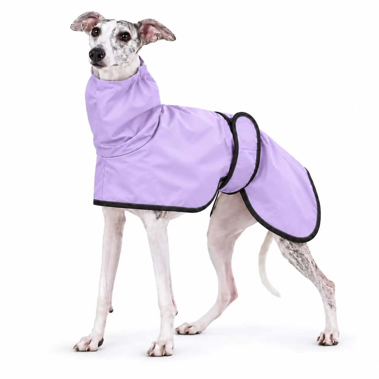 MOREZI Impermeabile Greyhound, giacca impermeabile per cani, foro per il collo e cintura regolabile, adatto a cani di taglia media e grande-Viola-L - immagine 1
