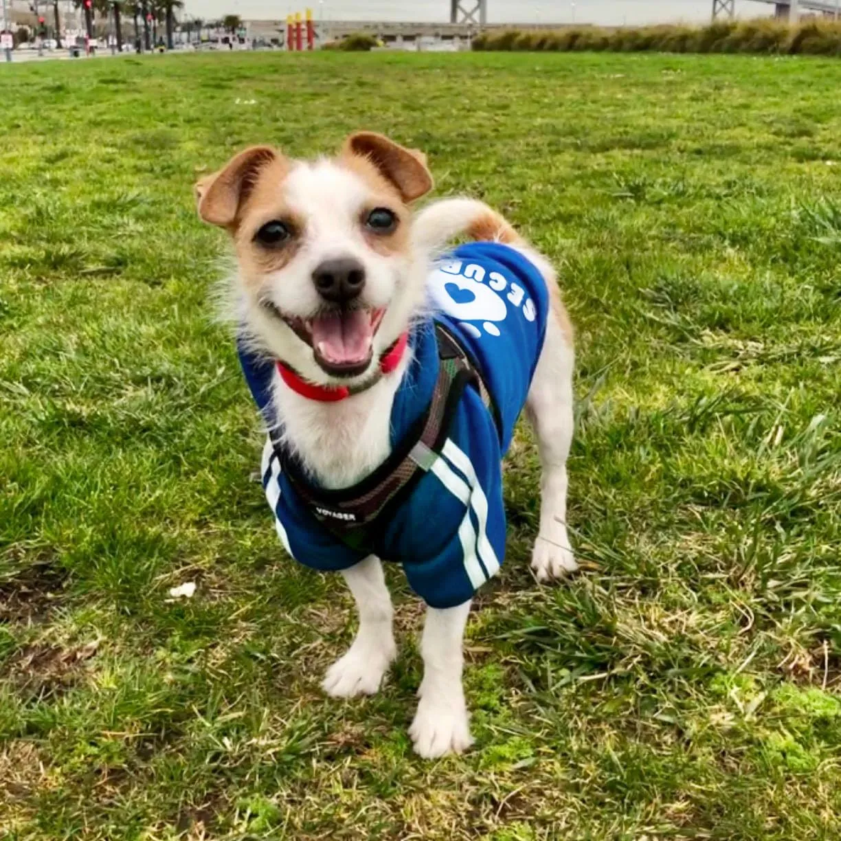 Dolahovy Felpa con cappuccio per cani Abbigliamento per animali domestici Morbida Maglia per cani Maglioni Costumi autunno inverno (Blu Navio, 3XL) - immagine 4