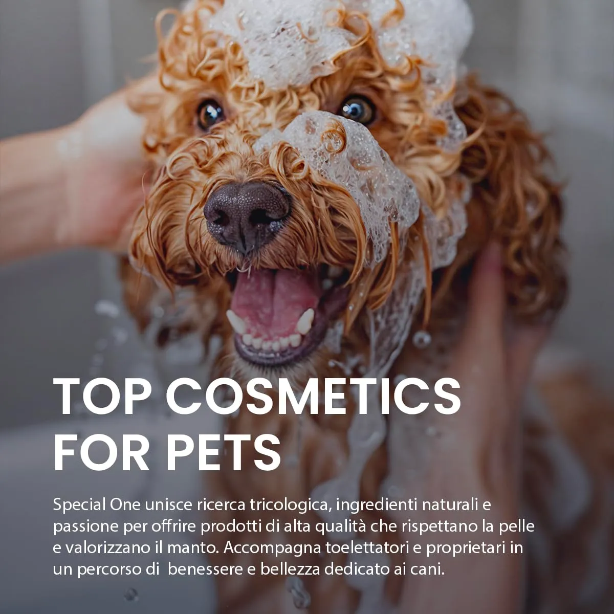 SPECIAL ONE - AQUAROSA - Shampoo Cani - Ultra-Condizionante per Manto Morbido e Splendente - Per Lavaggi Frequenti ed ogni Tipo di Pelo - Deterge delicatamente e Idrata in Profondità - 250 ml - immagine 4
