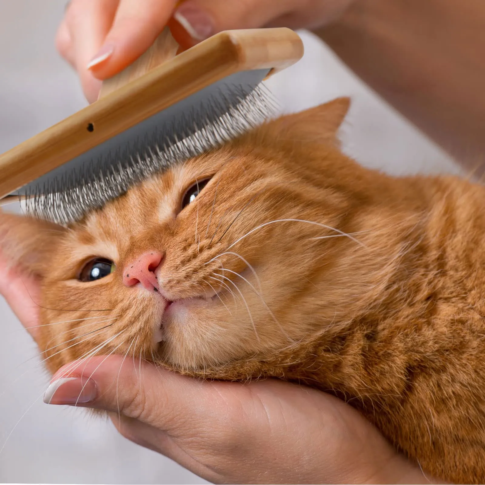 Onebarleycorn - Spazzola Morbida per Cani e Gatti, Toelettatura Spazzola per Cani e Gatto Slicker Pettine a Rastrello Togliere Eccesso e Morti Peli Animali, Non Graffiano sulla degli Animali - immagine 7