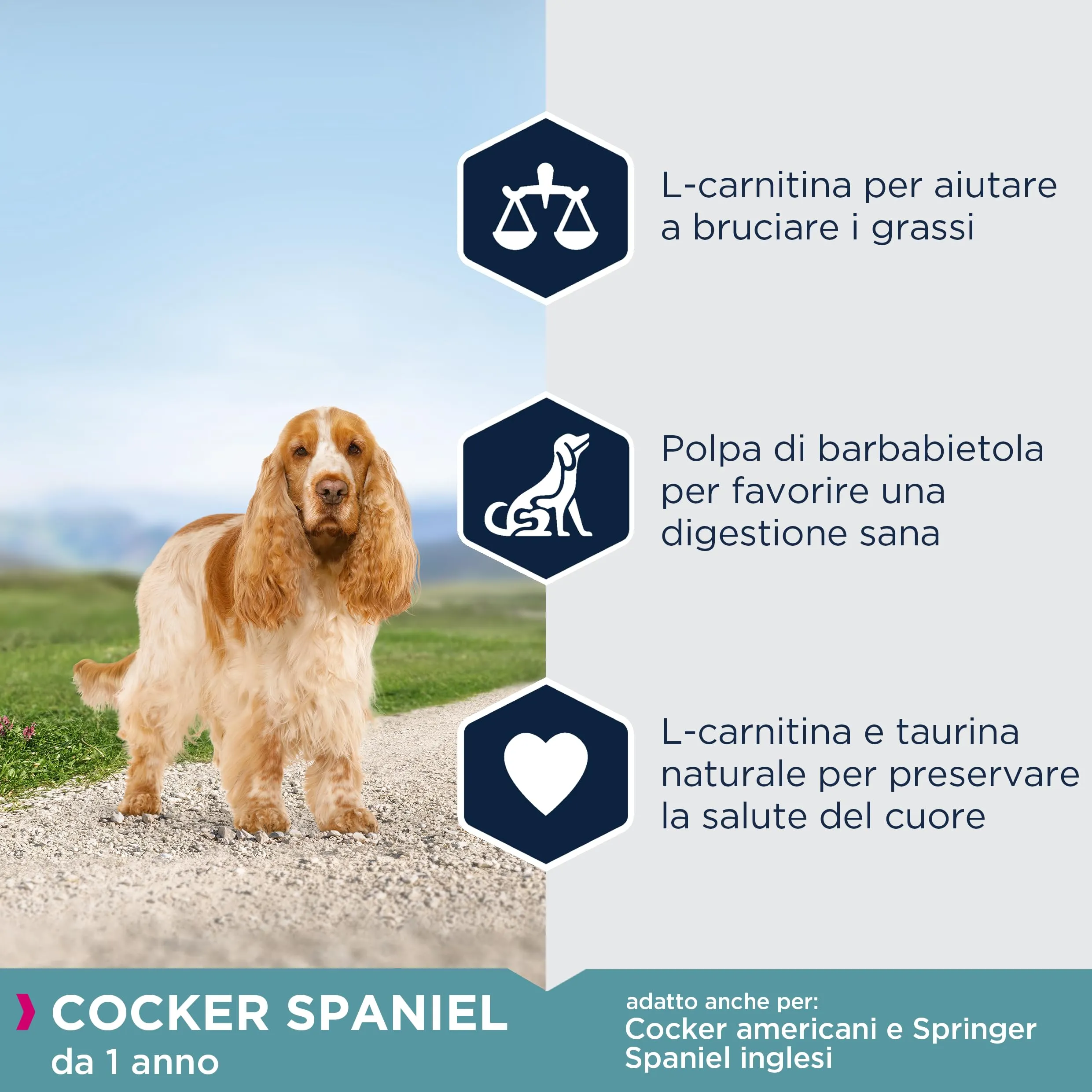 Eukanuba Breed Specific Alimento Secco per Cocker Spaniel Adulti, Cibo per Cani Adattato in Modo Ottimale alla Razza 7.5 kg - immagine 4