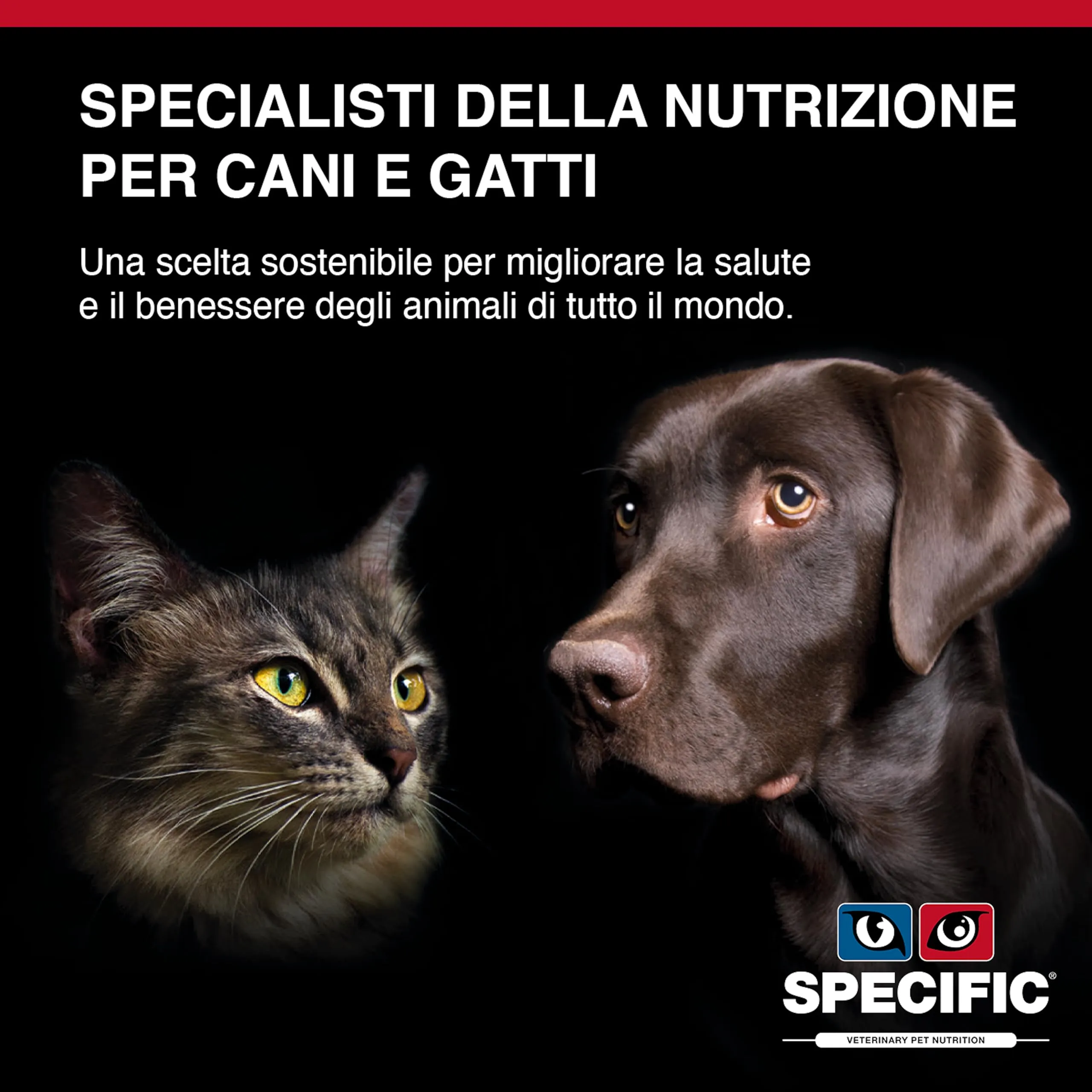 SPECIFIC® Allergen Management Plus (CΩW-HY) - 6x300g - Alimento umido ipoallergenico per cani di tutte le età con salmone idrolizzato - Senza glutine - DECHRA Veterinary Products - immagine 5