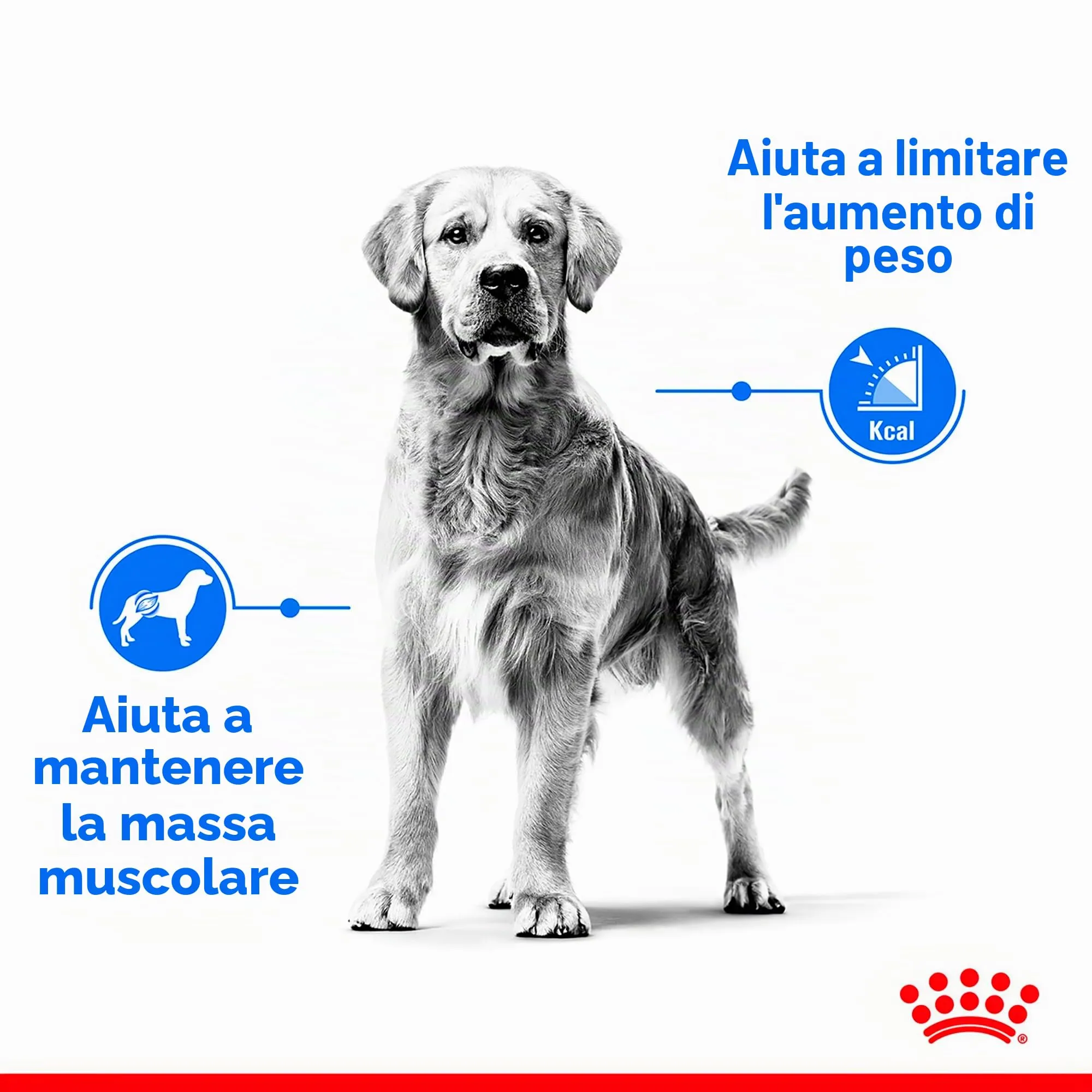 Royal Canin Medium Light Weight Care - immagine 4