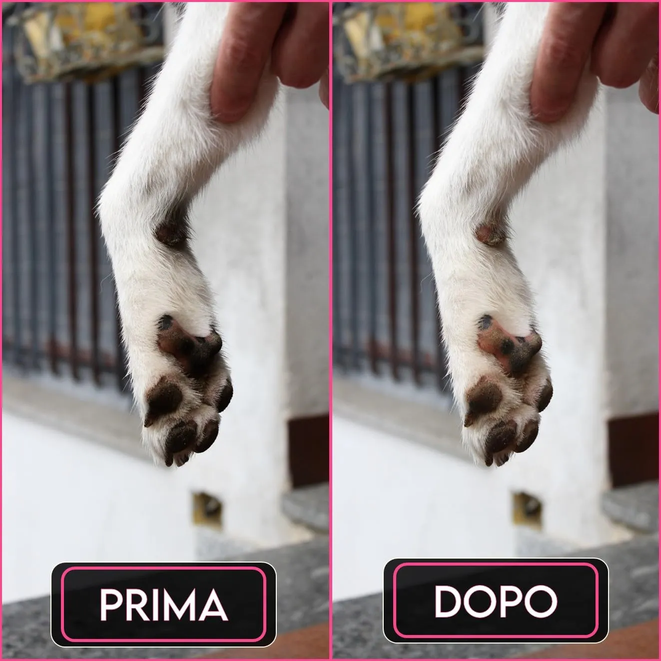 Pulisci Zampe Cane Taglia Grande e Piccola con Asciugamano - Lavazampe - immagine 8