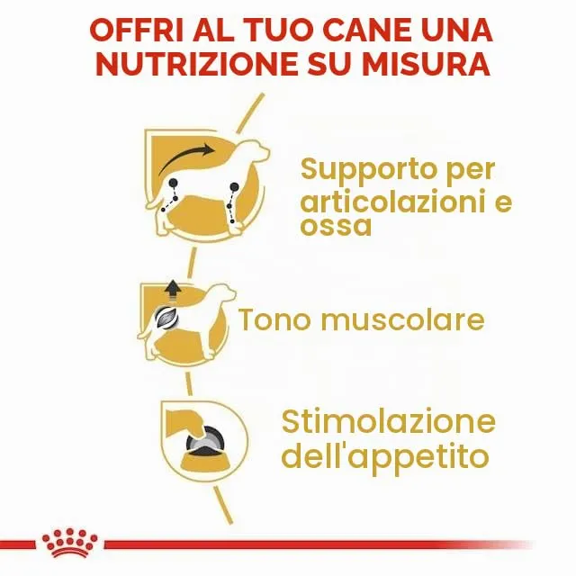 Royal Canin Dachshund Adult Mousse | Confezione Doppia | 2 x 12 x 85 g | Alimento completo per cani | Bassotti adulti - immagine 7