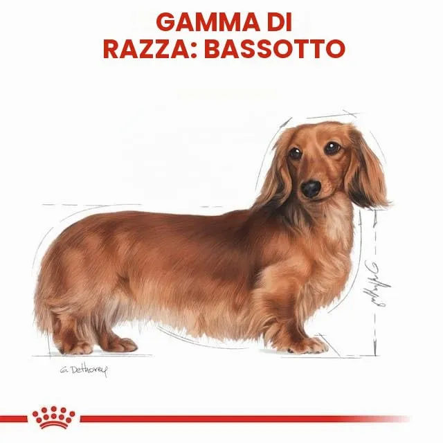 Royal Canin Dachshund Adult Mousse | Confezione Doppia | 2 x 12 x 85 g | Alimento completo per cani | Bassotti adulti - immagine 8