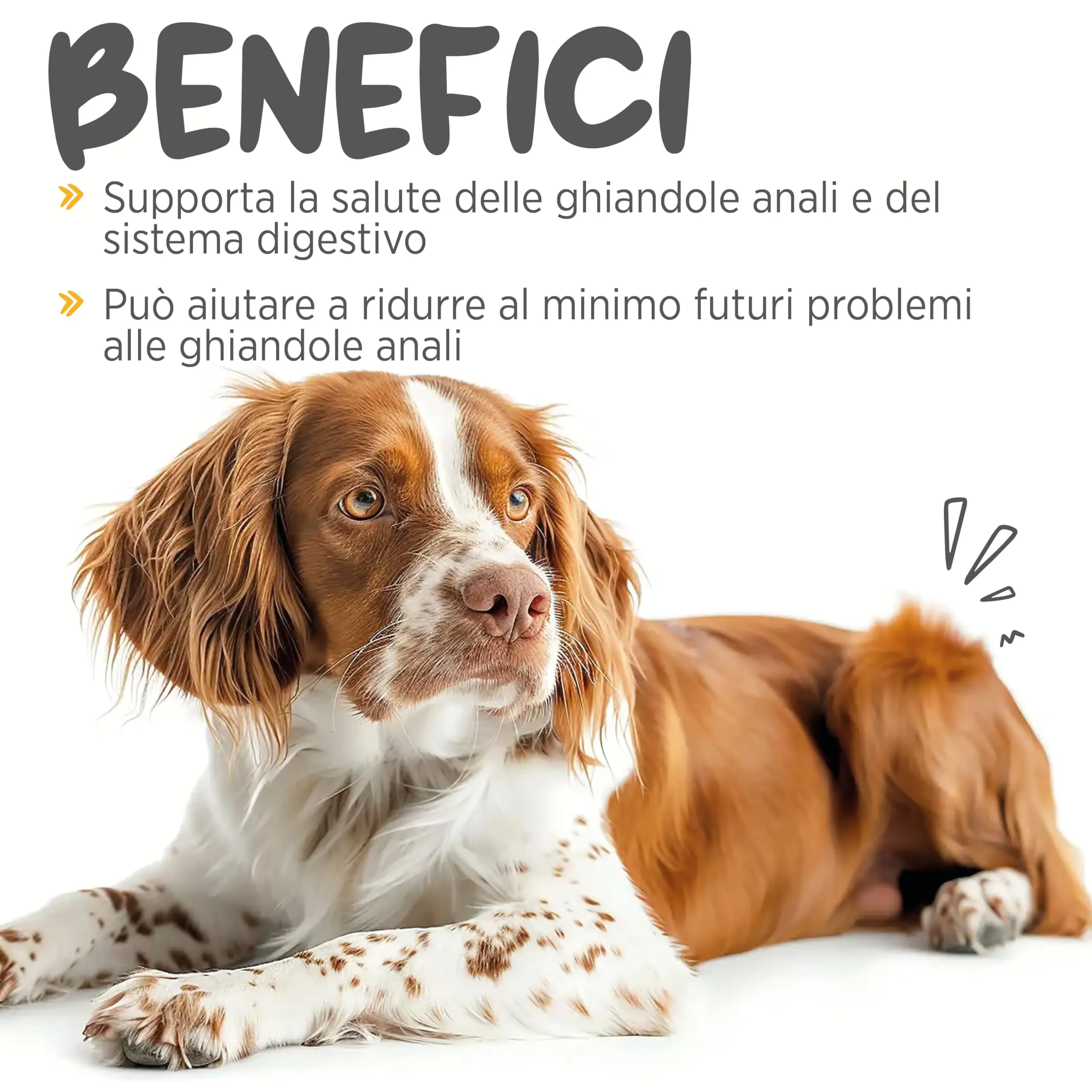 maxxiscoot Supporto Ghiandole Cani - Ghiandole & Digestione Polvere 140g - immagine 2