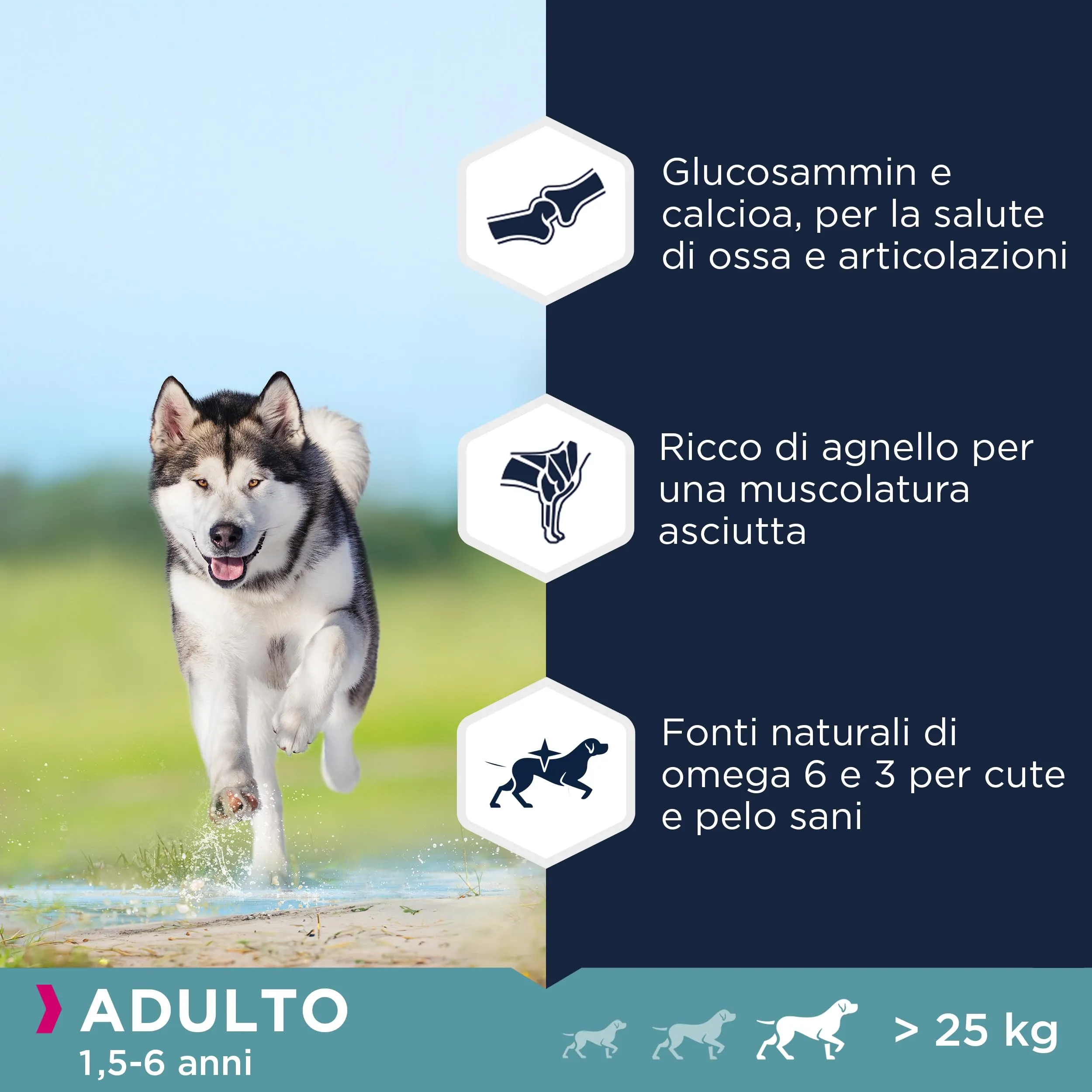 EUKANUBA Cibo per cani senza cereali con agnello per razze di taglia grande - alimento secco per cani adulti, 12 kg - immagine 4