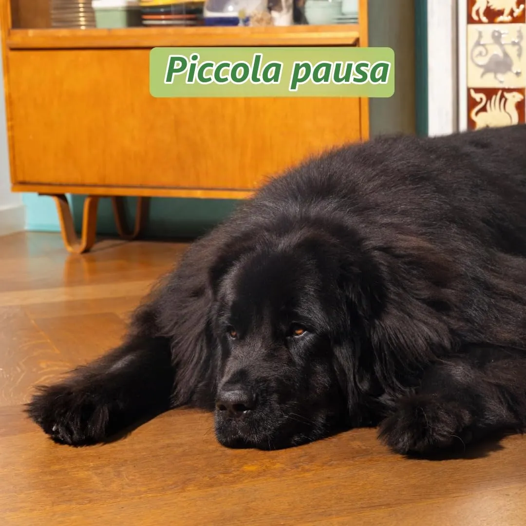 Edgard & Cooper Crocchette Cane, (Agnello Fresco, 2.5kg), senza Cereali, Carne fresca e proteine di qualità, ingredienti veri per Cani, Ipoallergenico, senza zuccheri aggiunti - immagine 4
