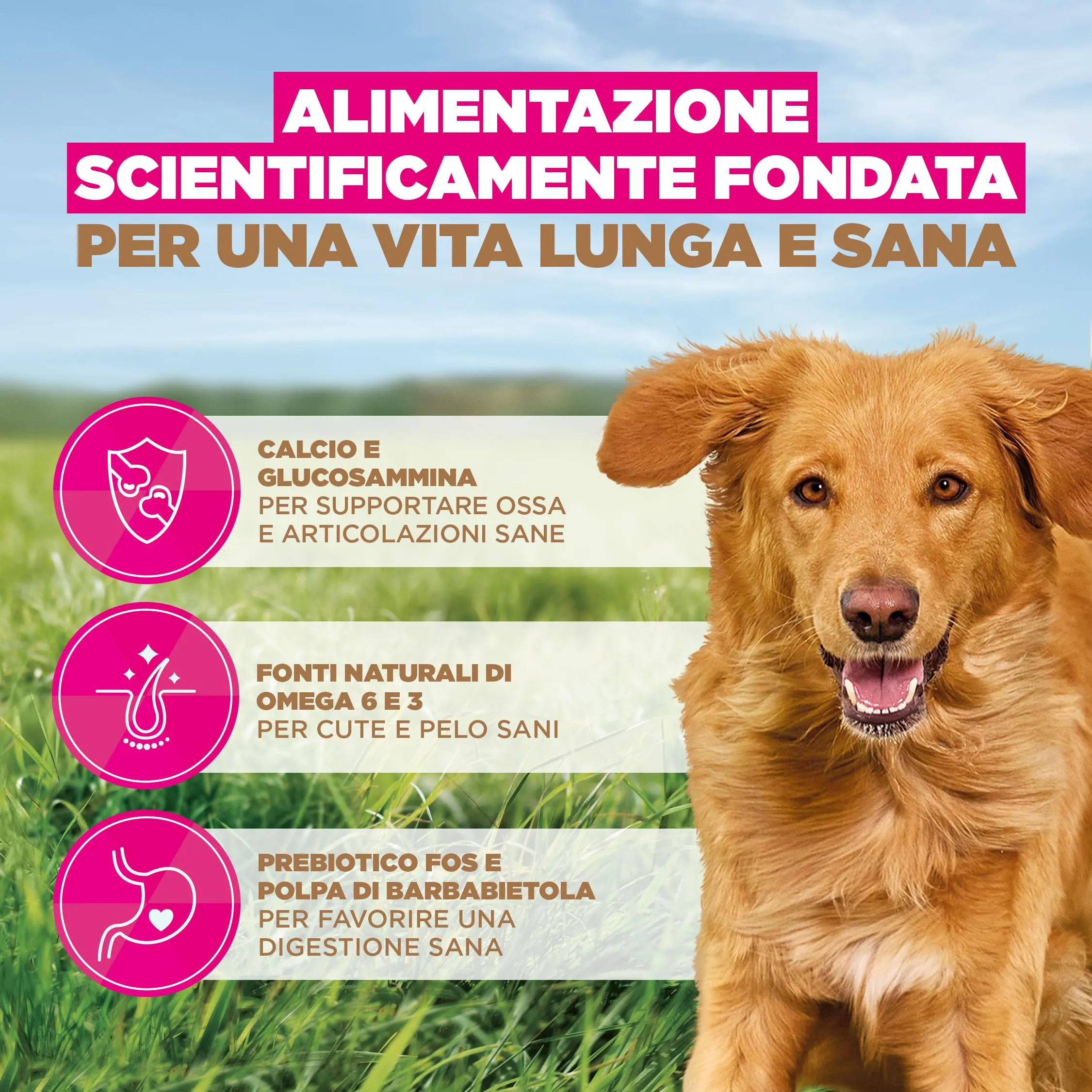 EUKANUBA Crocchette per cani adulti taglia grande con agnello, 12 kg - immagine 5