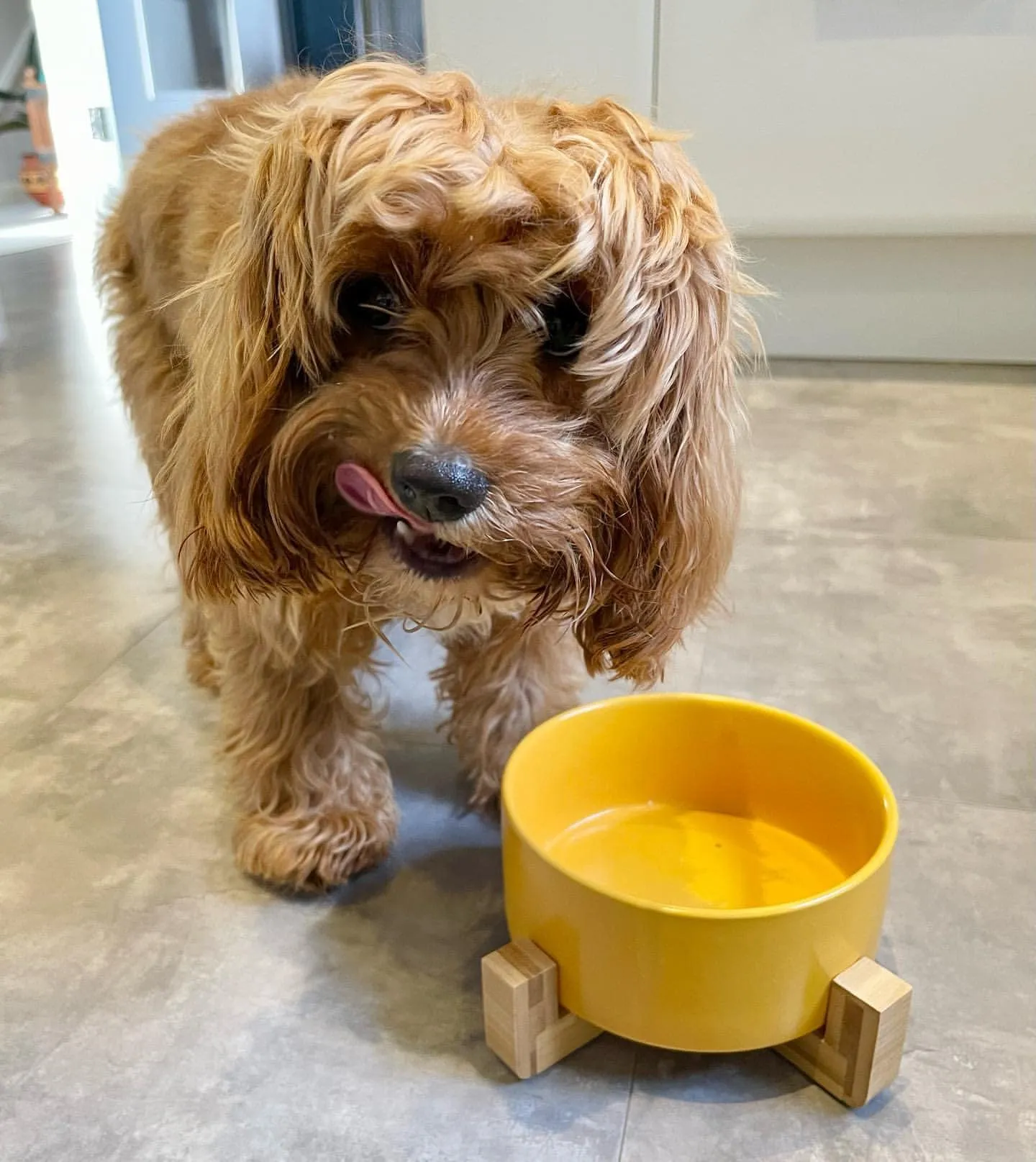Ciotola in ceramica con supporto in bambù per cani e gatti, ciotola rialzata per una posizione comoda quando si mangia e si beve, disponibile in 5 opzioni di colore, capacità 850 ml (giallo) - immagine 3