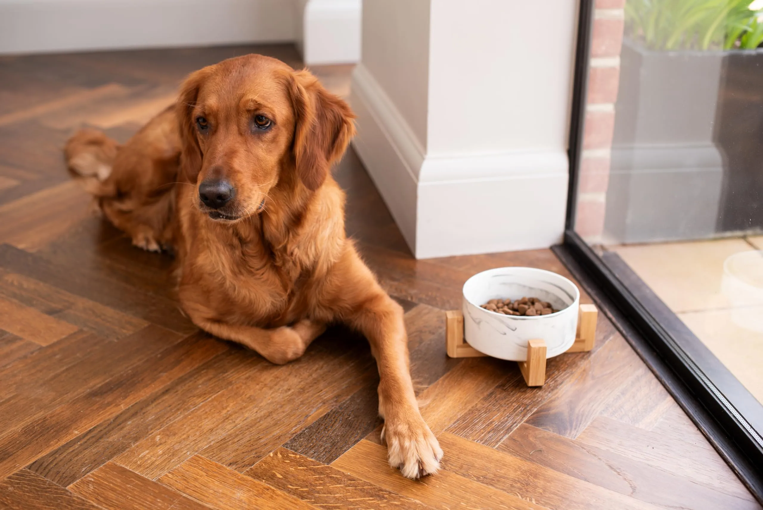 Ciotola in ceramica con supporto in bambù per cani e gatti, ciotola rialzata per una posizione comoda mentre si mangia e si beve, disponibile in 5 opzioni di colore, capacità 850 ml (grigio marmo) - immagine 2