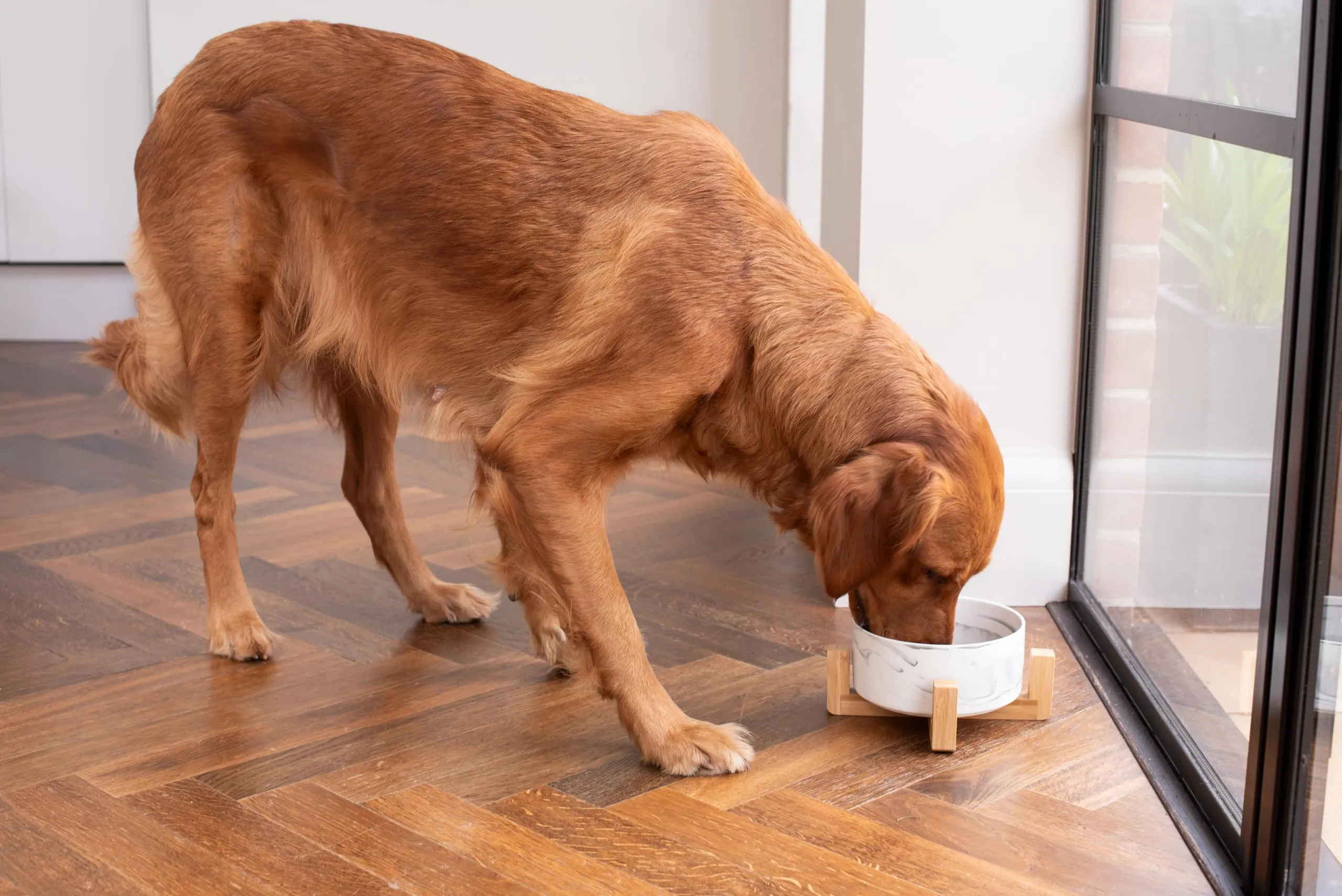 Ciotola in ceramica con supporto in bambù per cani e gatti, ciotola rialzata per una posizione comoda mentre si mangia e si beve, disponibile in 5 opzioni di colore, capacità 850 ml (grigio marmo) - immagine 3
