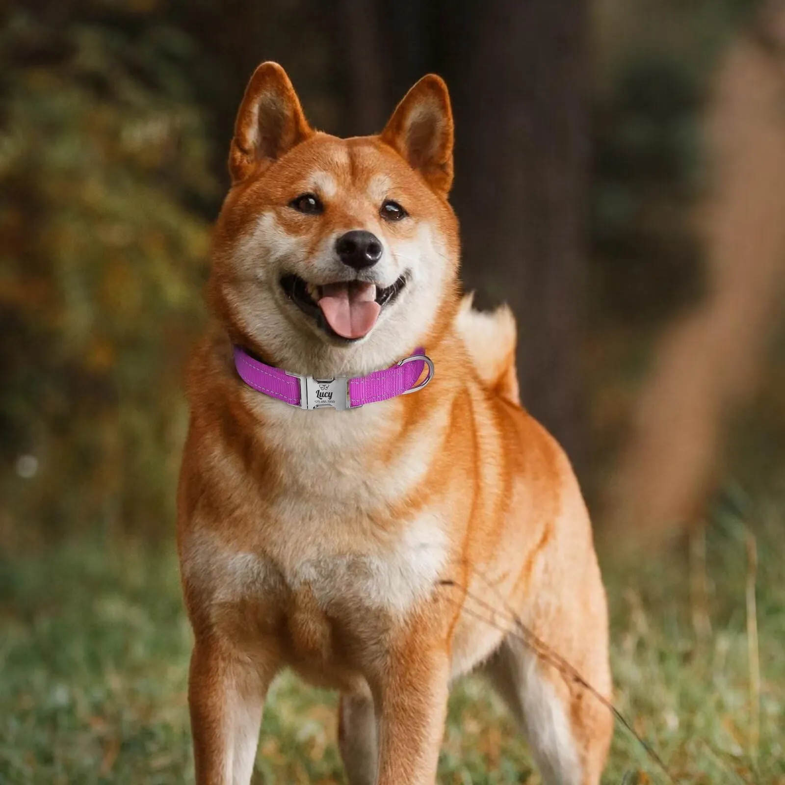 Collare Cane Personalizzato - Collare Gatto Riflettente Con Nome E Numero di Telefono inciso, Collari per Animali in Nylon Con Sgancio Rapido E Fibbia in Metallo - immagine 5