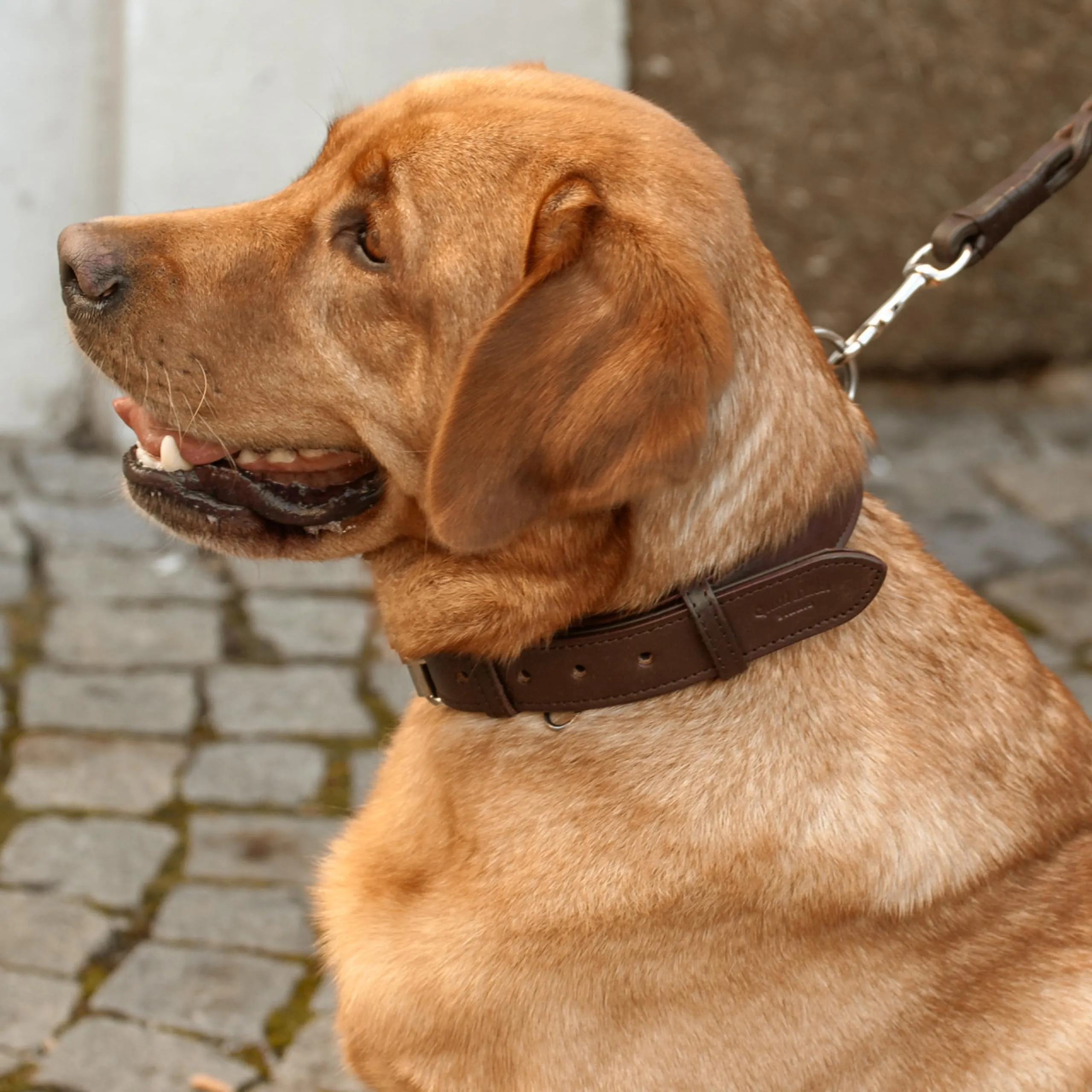 Gusti Jacky - Collare in pelle per cani a quattro zampe, taglia XL, marrone scuro - immagine 2