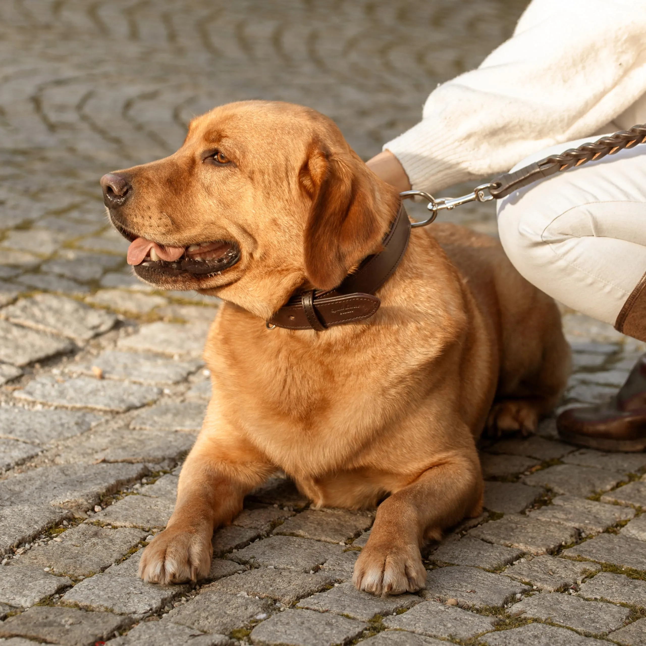 Gusti Jacky - Collare in pelle per cani a quattro zampe, taglia XL, marrone scuro - immagine 6