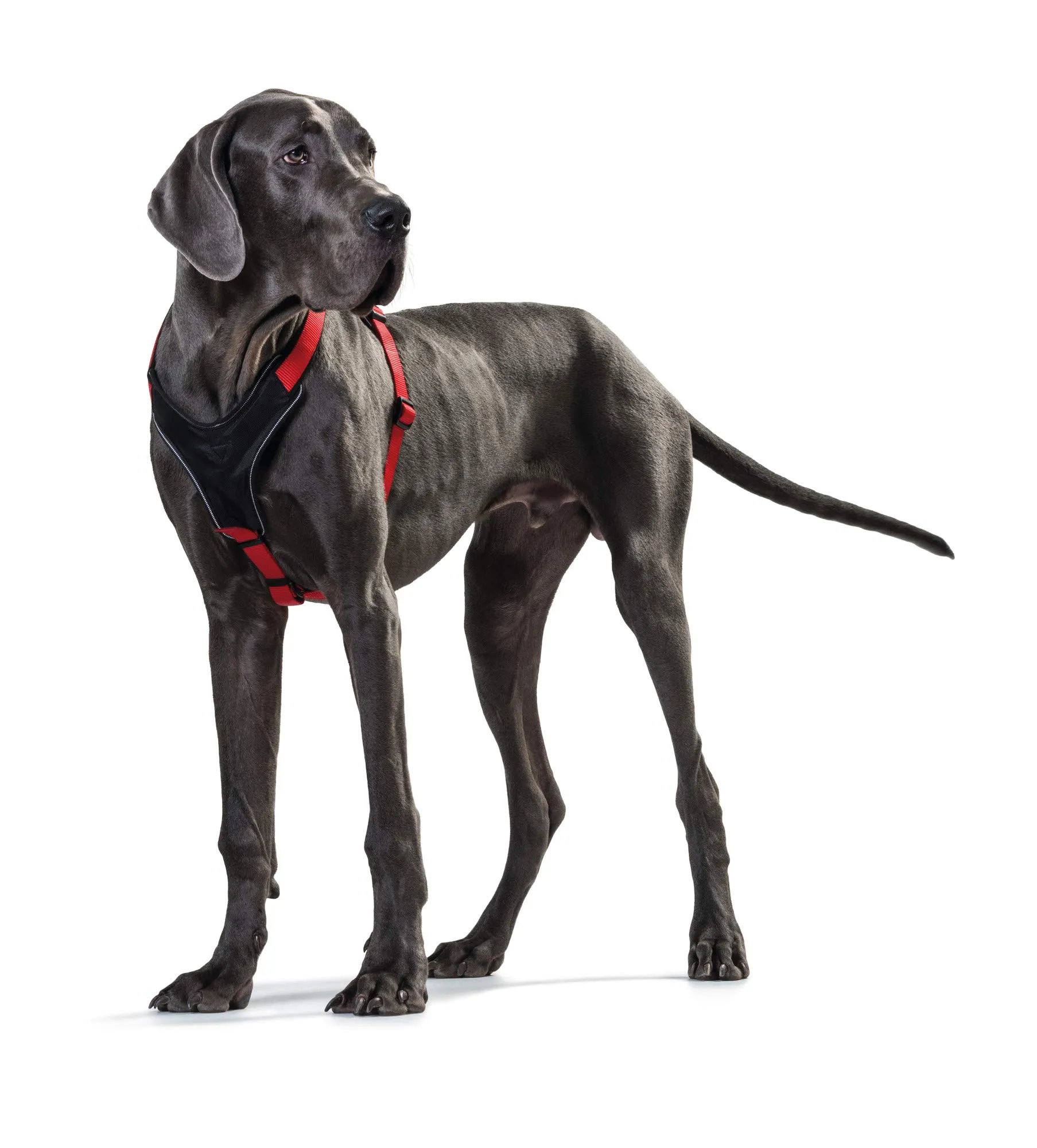 Hunter Pettorina in neoprene per cani, in nylon, con imbottitura morbida in neoprene, Rosso/Nero, 45-57/S - immagine 7