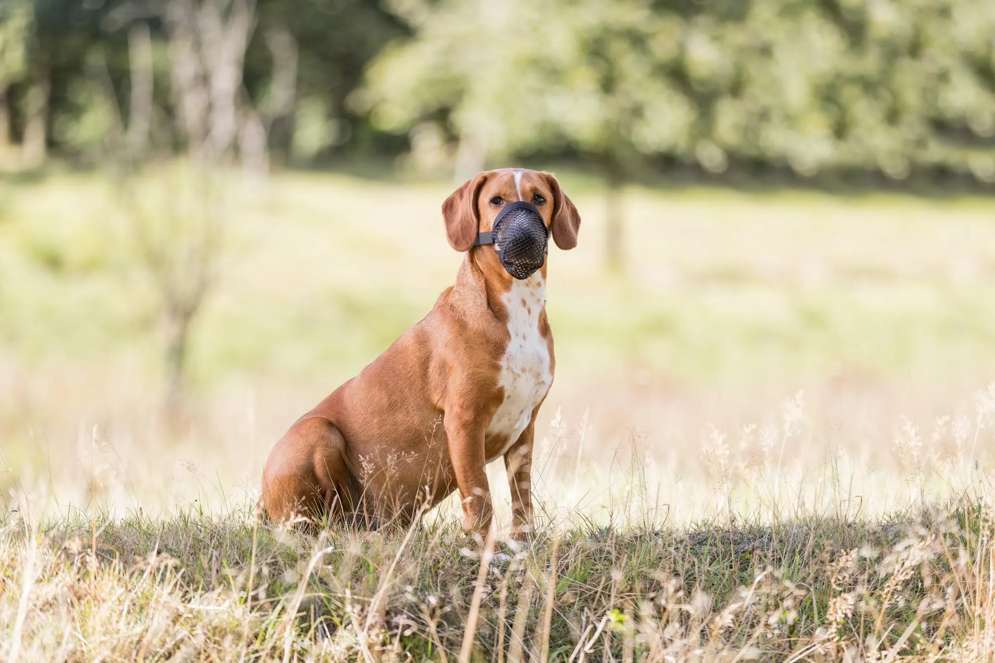TRIXIE Protezione per Esche velenate, Poliestere - immagine 6