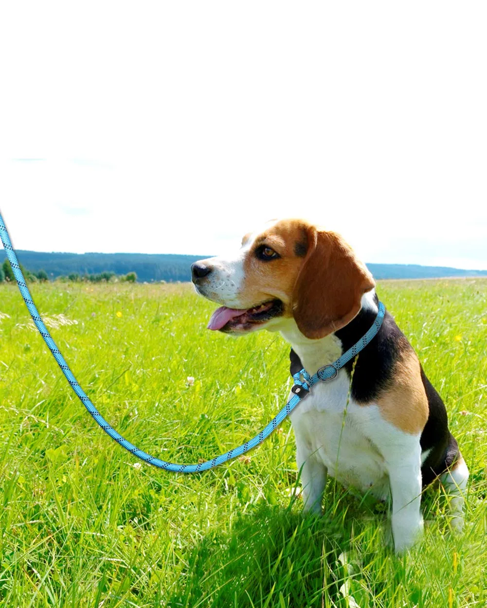 TagME Riflessivo Guinzaglio per Cani Taglia Media,Guinzaglio Retriever, Guinzaglio Addestramento per Cani,Ø10mm x 185cm,Blu - immagine 6