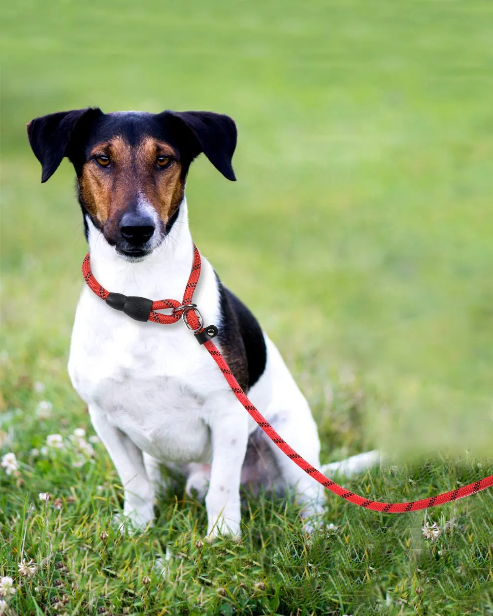 TagME Riflessivo Guinzaglio per Cani Taglia Media,Guinzaglio Retriever, Guinzaglio Addestramento per Cani,Ø10mm x 185cm,Rosso - immagine 6