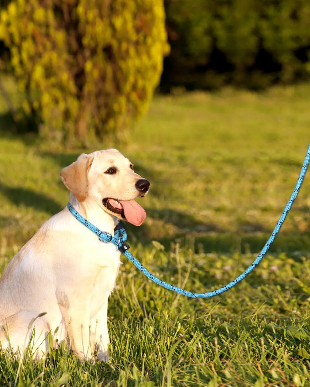 TagME Riflessivo Guinzaglio per Cani Taglia Grande,Guinzaglio Retriever,Guinzaglio Addestramento per Cani,Ø12mm x 185cm,Blu - immagine 6