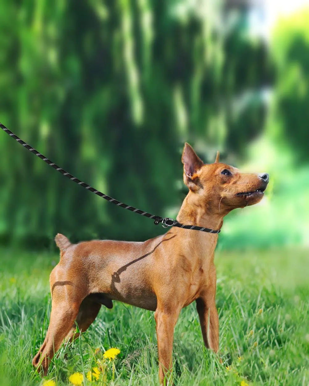 TagME Riflessivo Guinzaglio per Cani Taglia Piccola,Guinzaglio Retriever, Guinzaglio Addestramento per Cani,Ø8mm x 185cm,Nero - immagine 6
